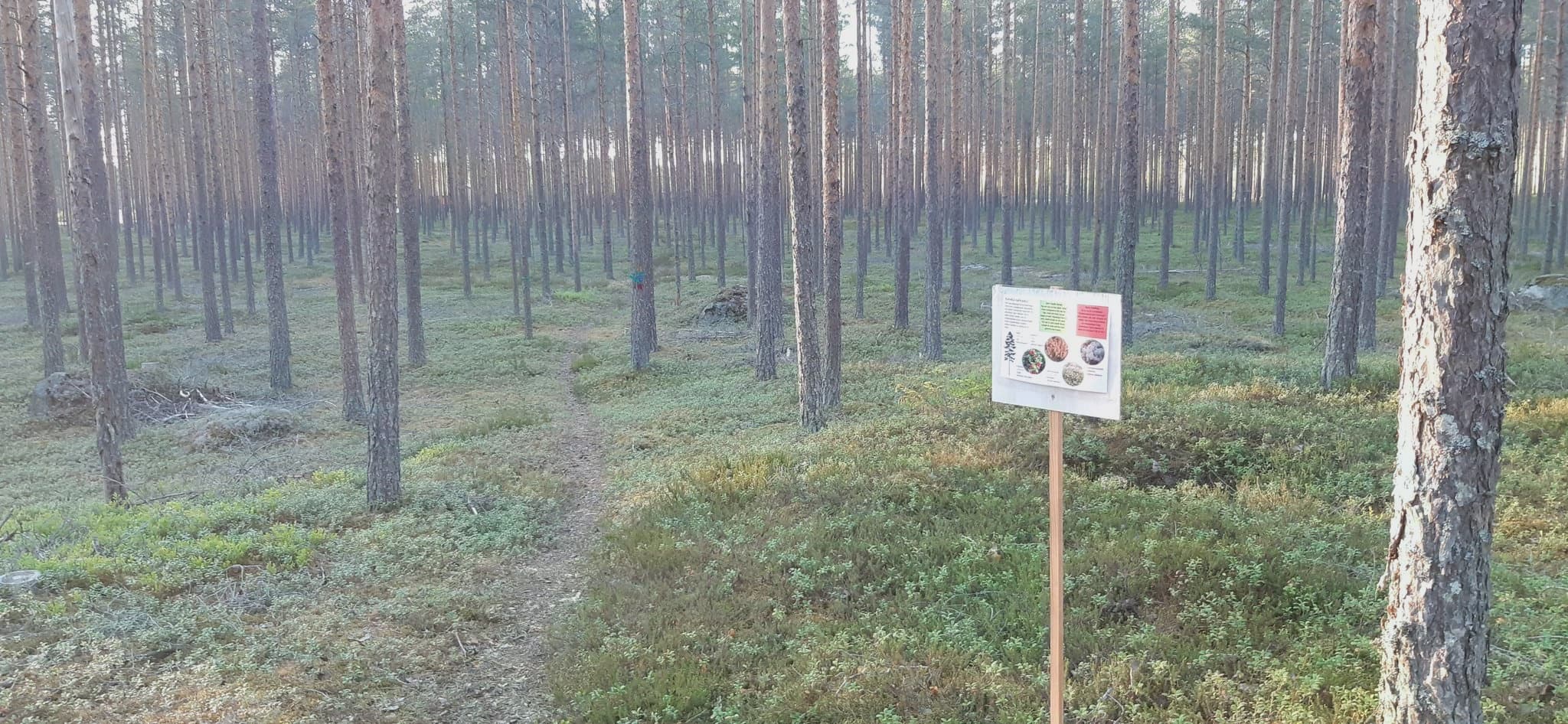Karun kaunista kangasmetsää