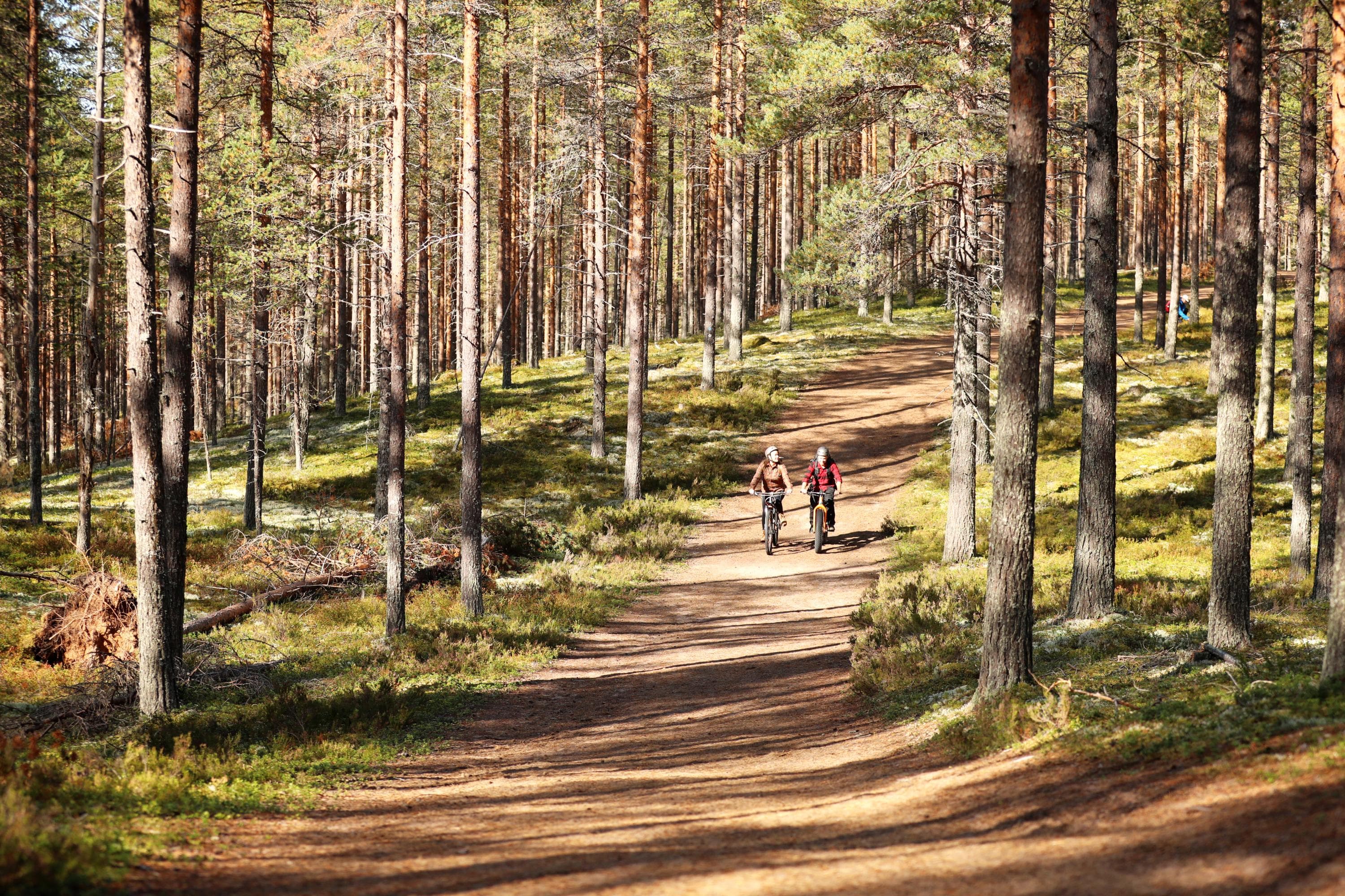 Kaksi maastopyöräilijää hiekkatiellä metsässä. Ympäröivä metsä on valoisaa, kesäistä mäntykangasta.