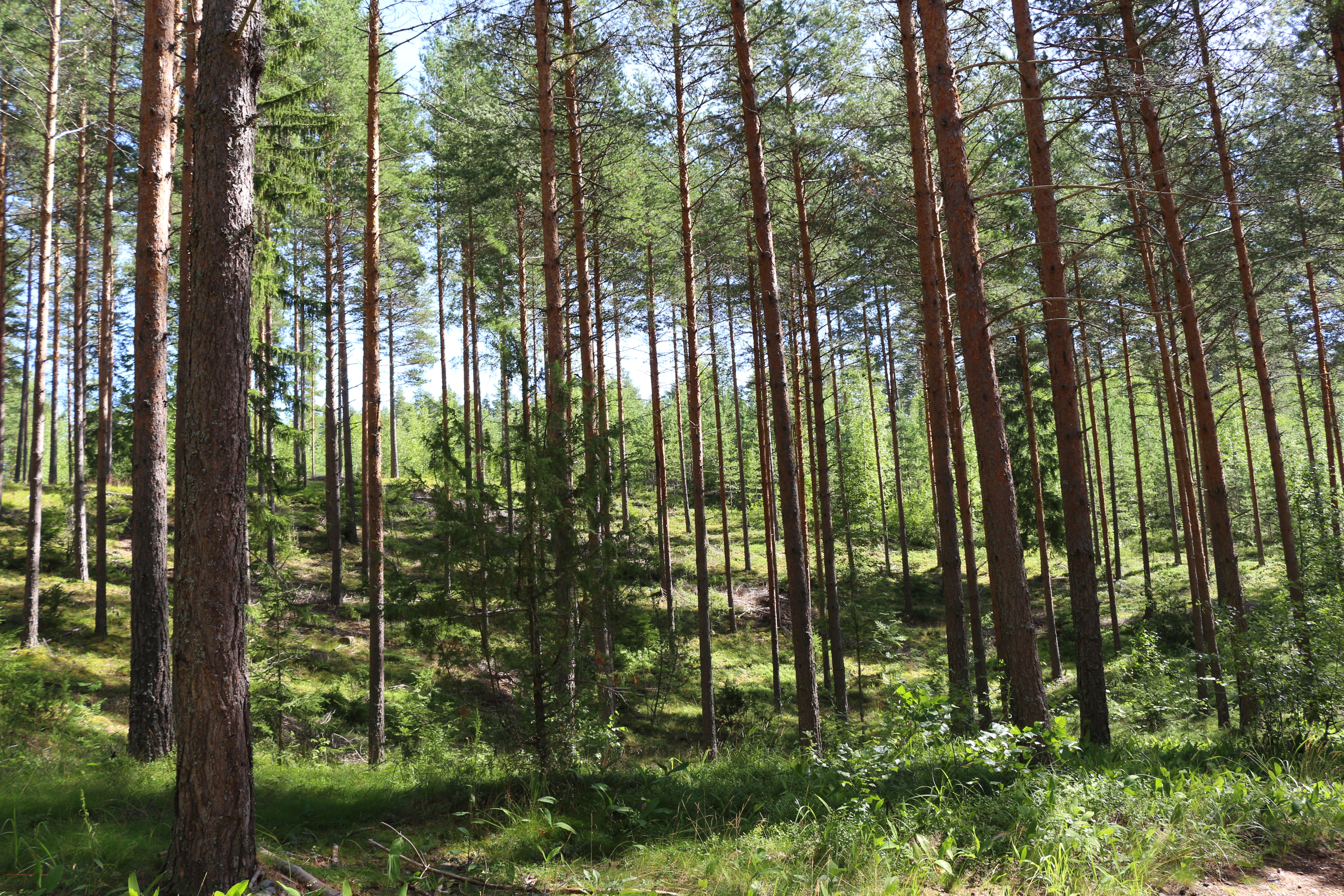Metsämaisema ulkoilureitin varrelta
