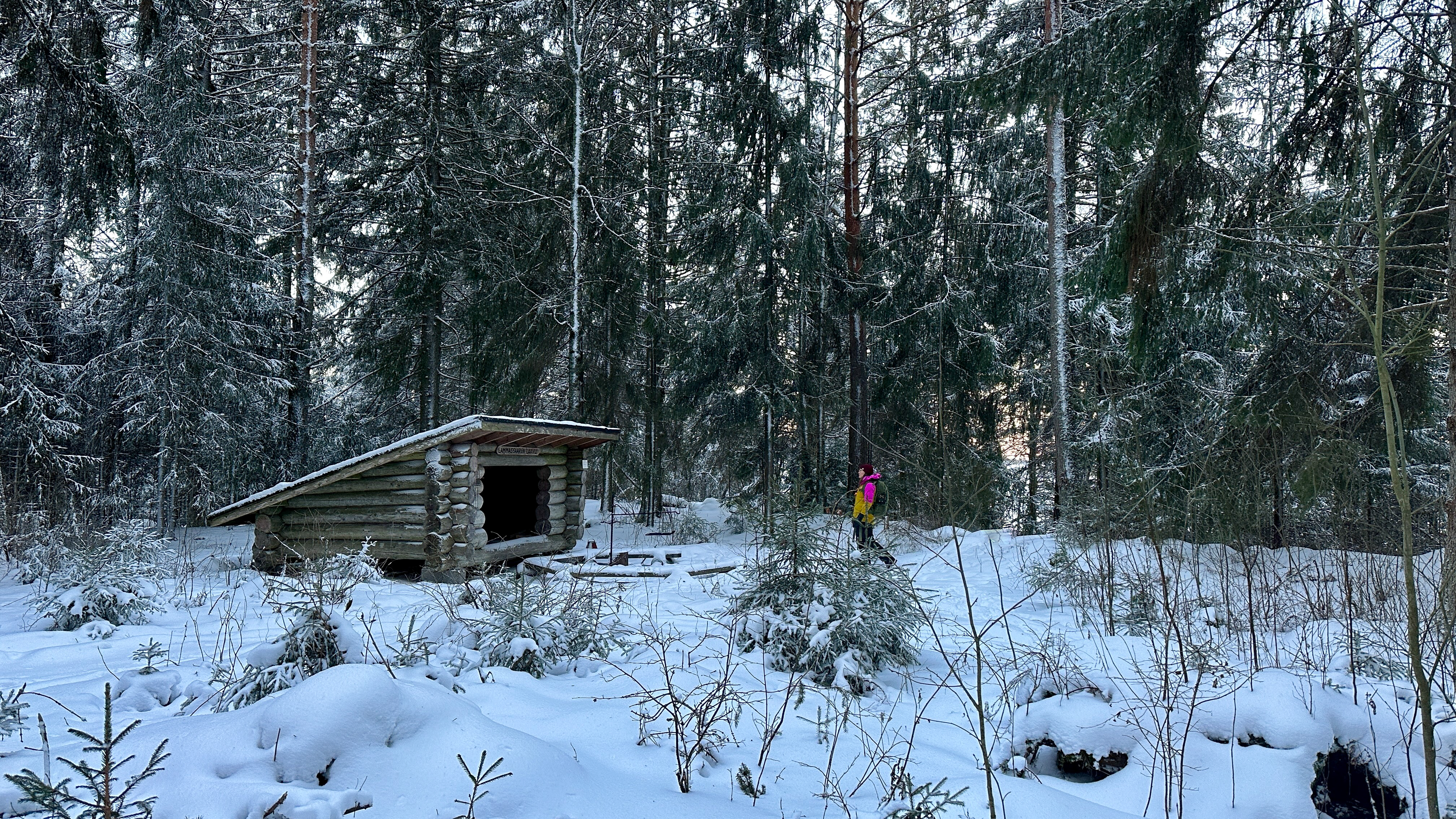 On talvi ja metsän keskellä olevan laavun edessä kävelee henkilö.