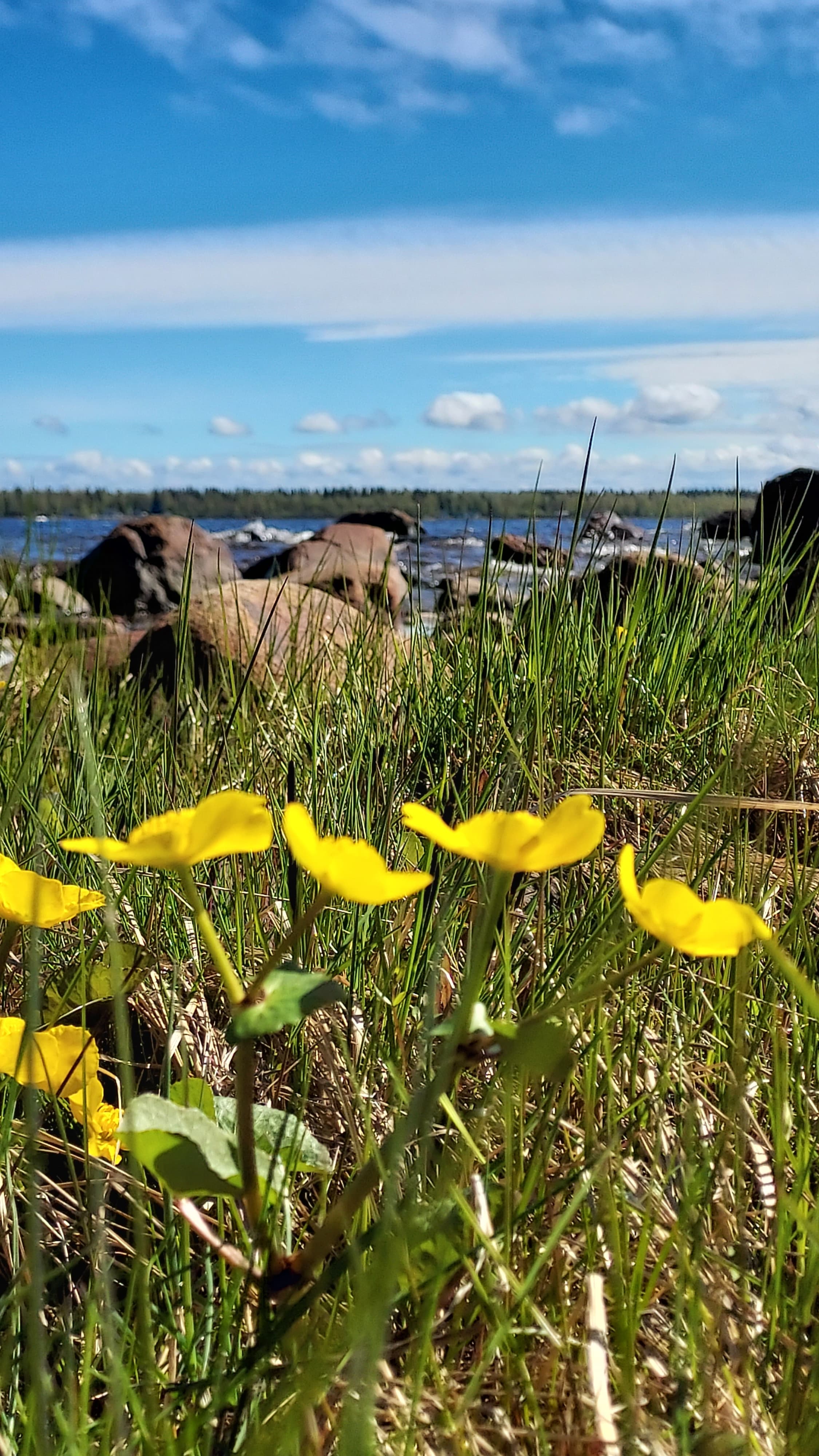 Etualalla keltaisia kasveja joiden takana kiviä ja merta. Meren takana metsää.