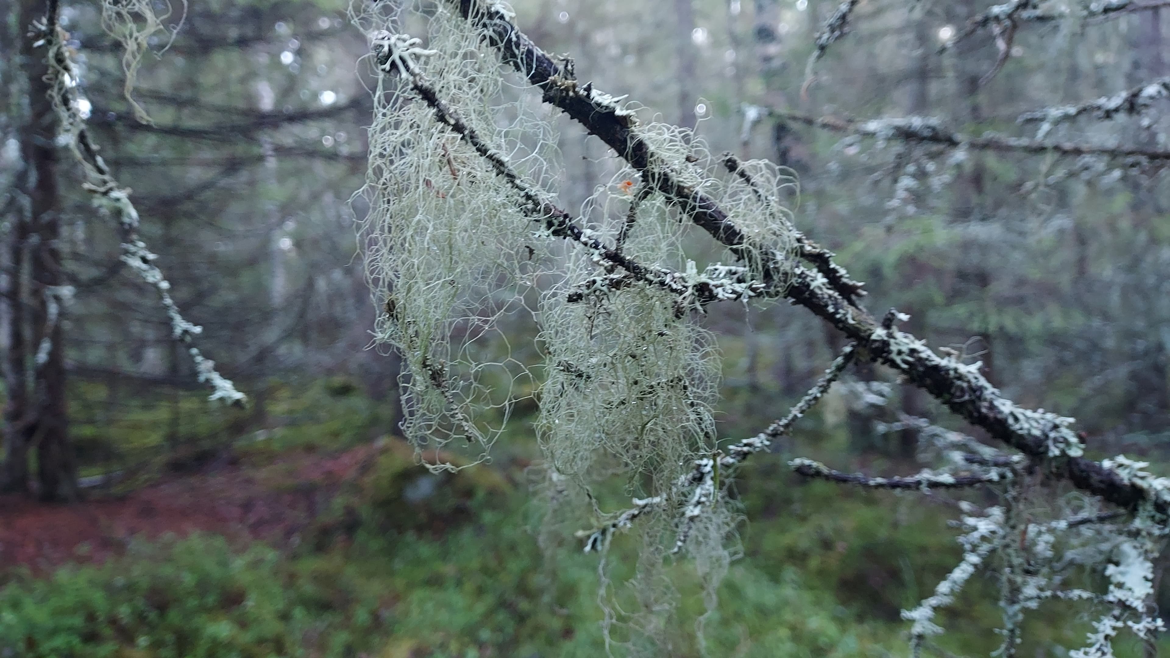 Naavaa puun oksalla. Taustalla kulkee Trullevin reitti.