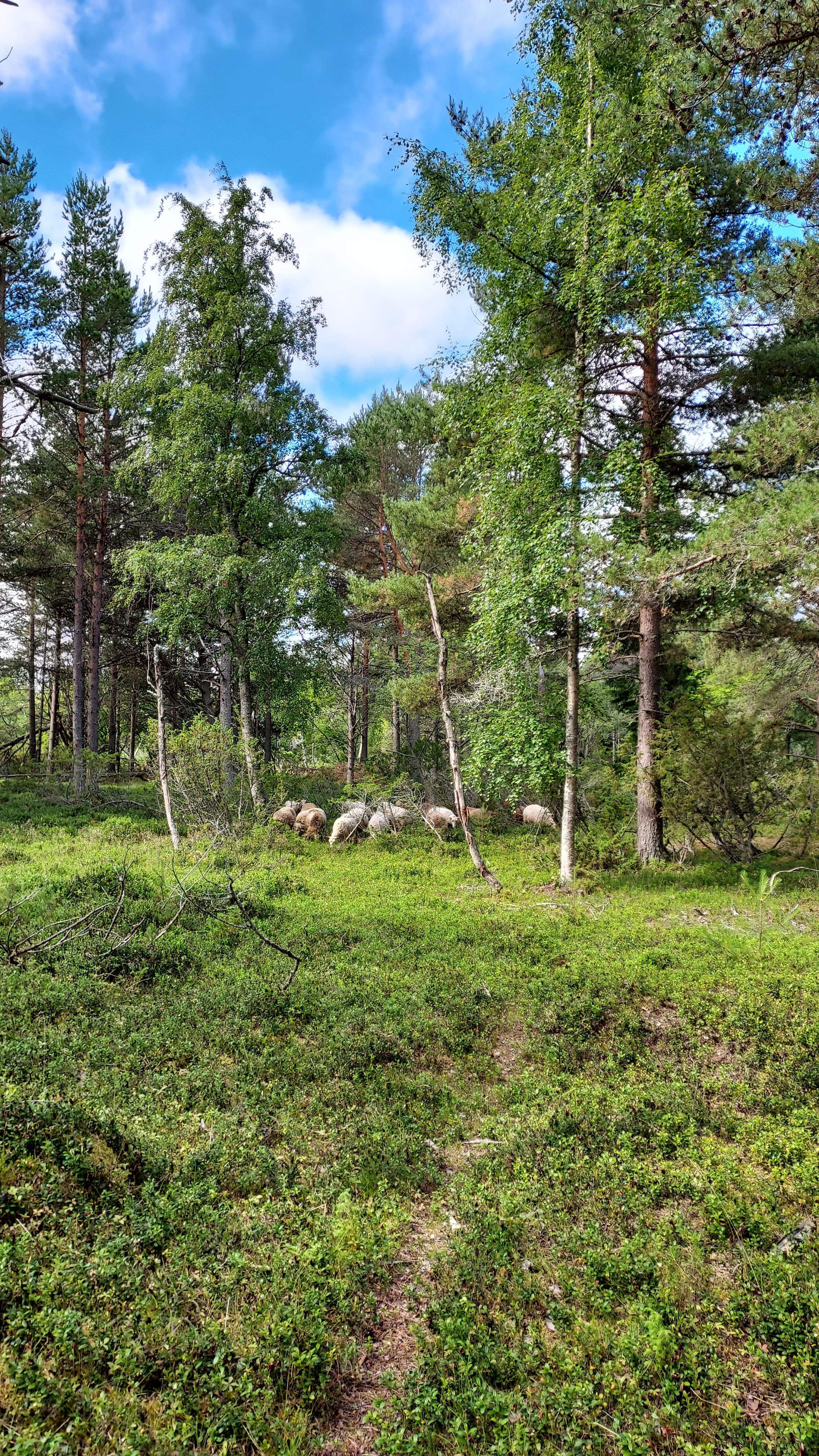 Keskellä lampaita laiduntamassa metsikössä. Etualalla polkua.