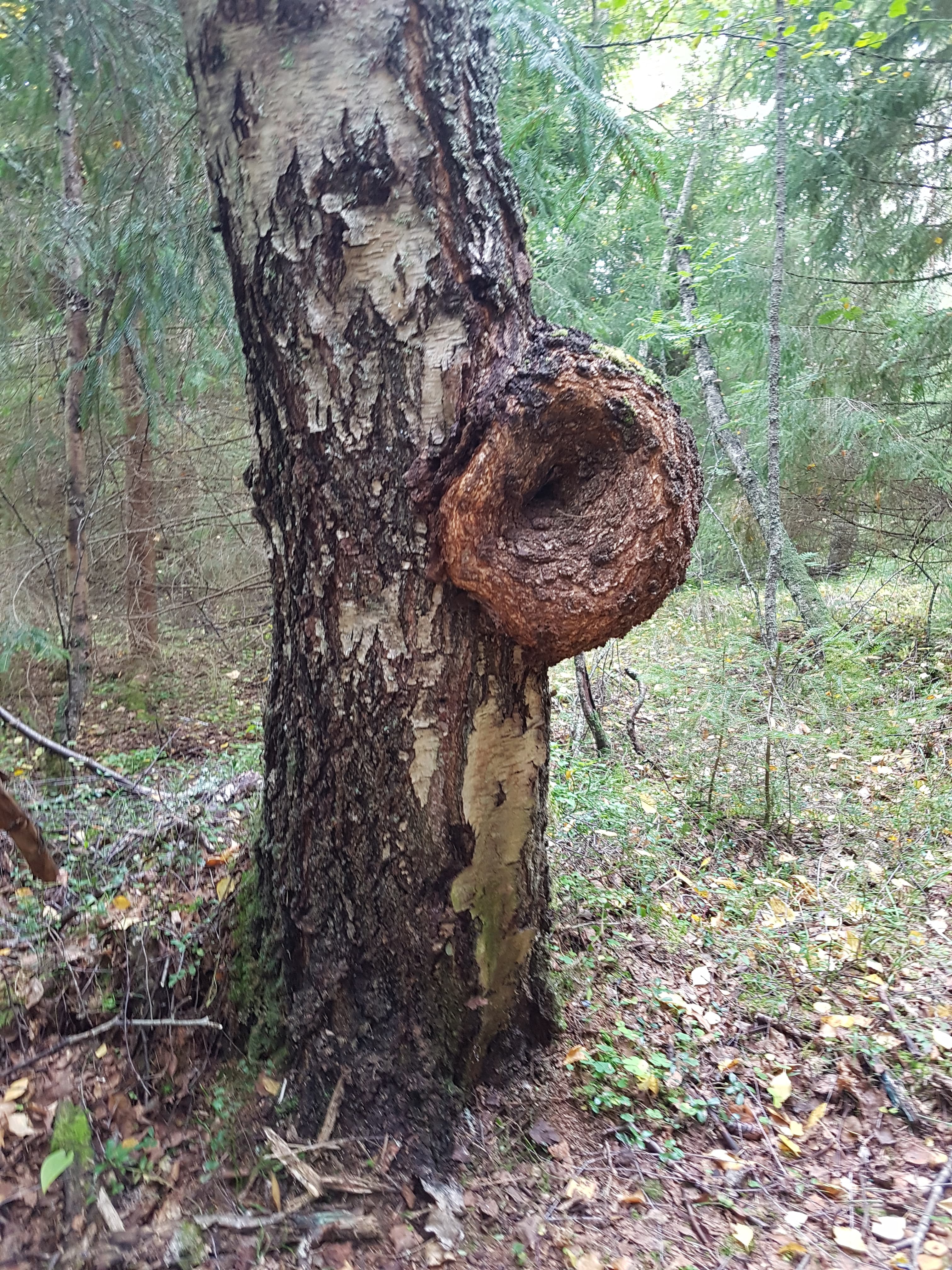 Koivun rungossa kasvaa suuri pahka
