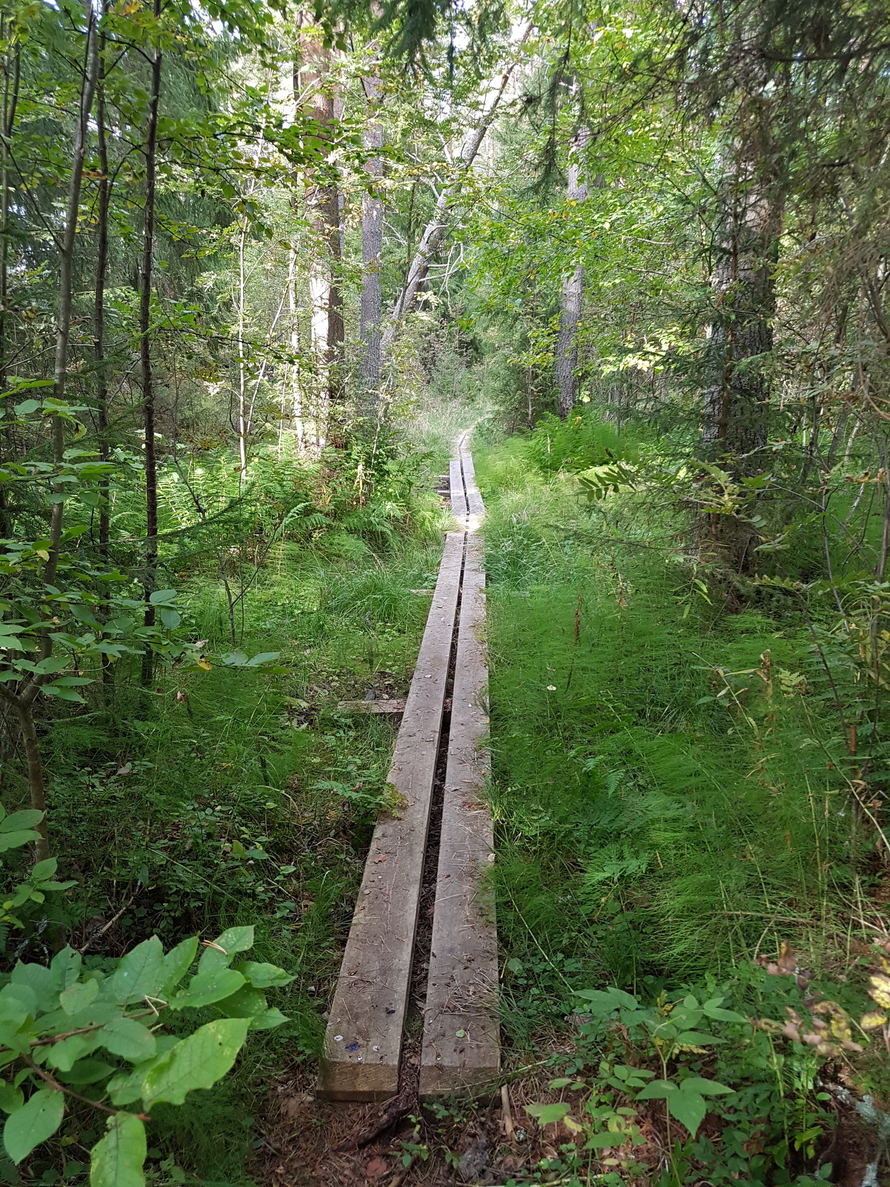 Pitkospuut metsän siimeksessä.