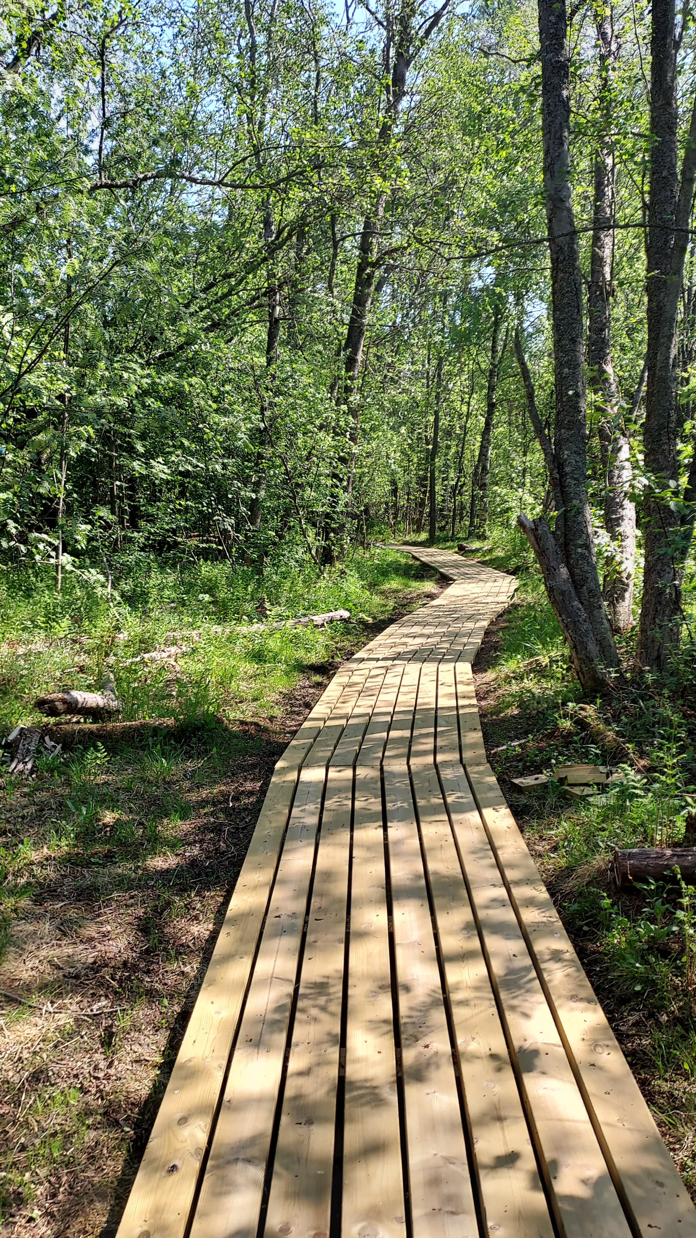 Leveät pitkospuut lehtomaisen metsän keskellä.