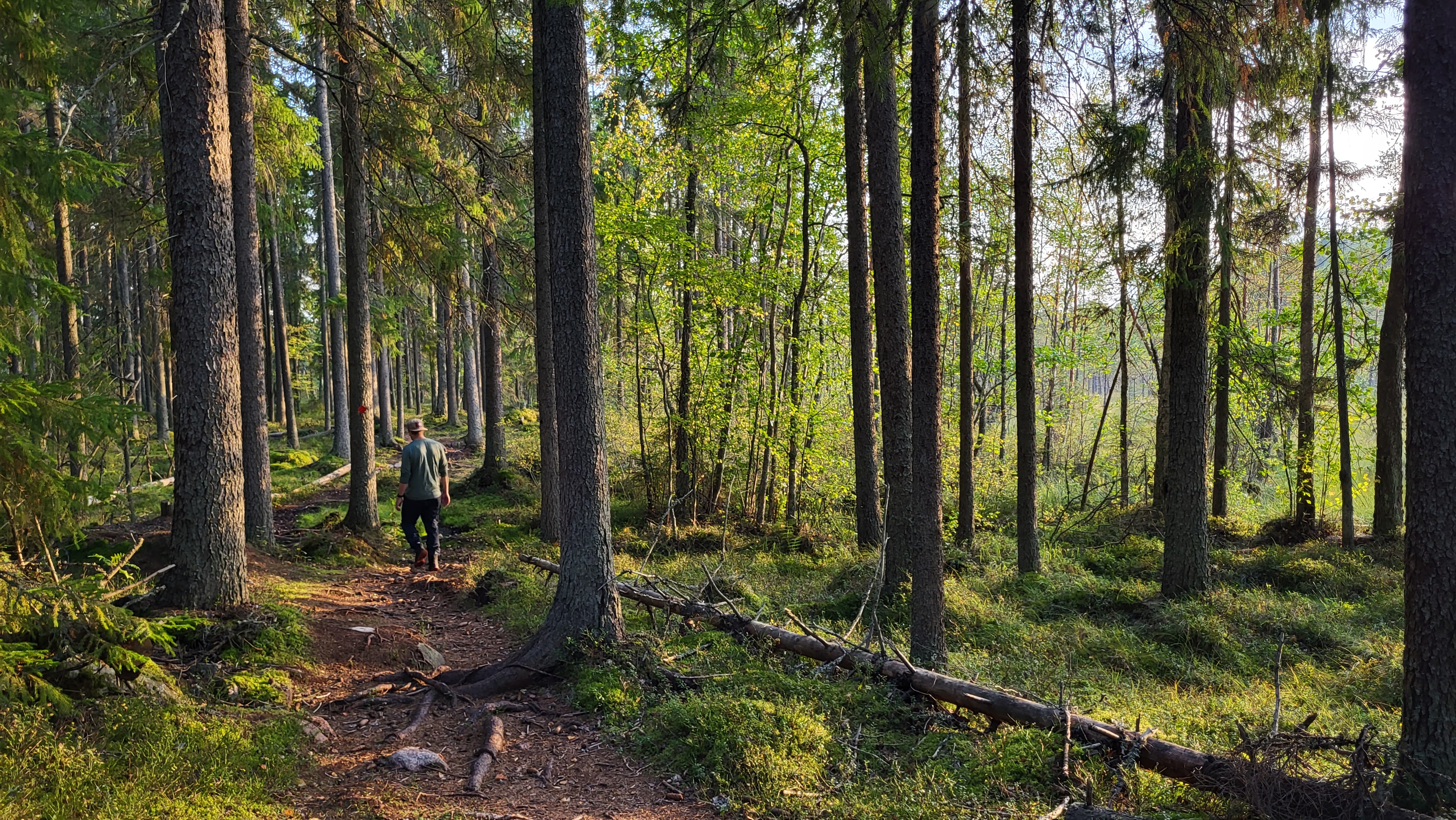Mies kävelee metsässä isojen puiden alla.
