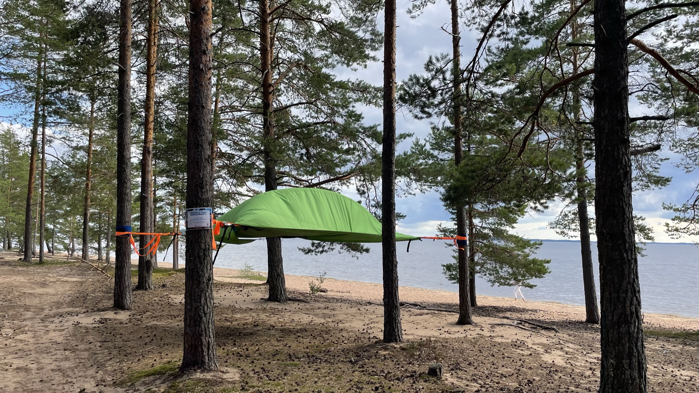 Mäntypuusto hiekkamaalla, taustalla hiekkaranta ja järvimaisema.