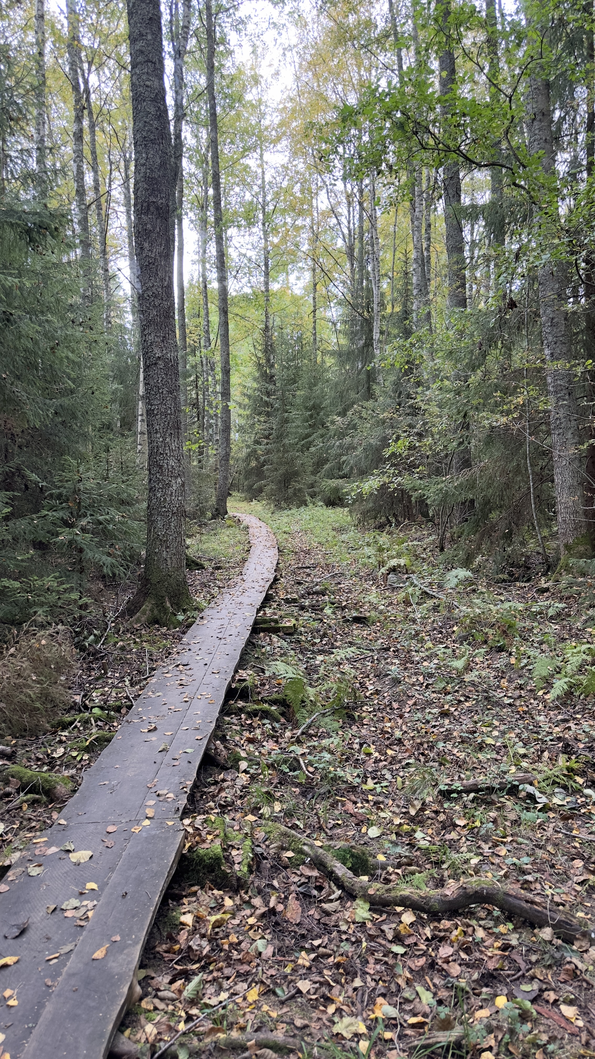 Pitkospuut kulkevat metsässä.