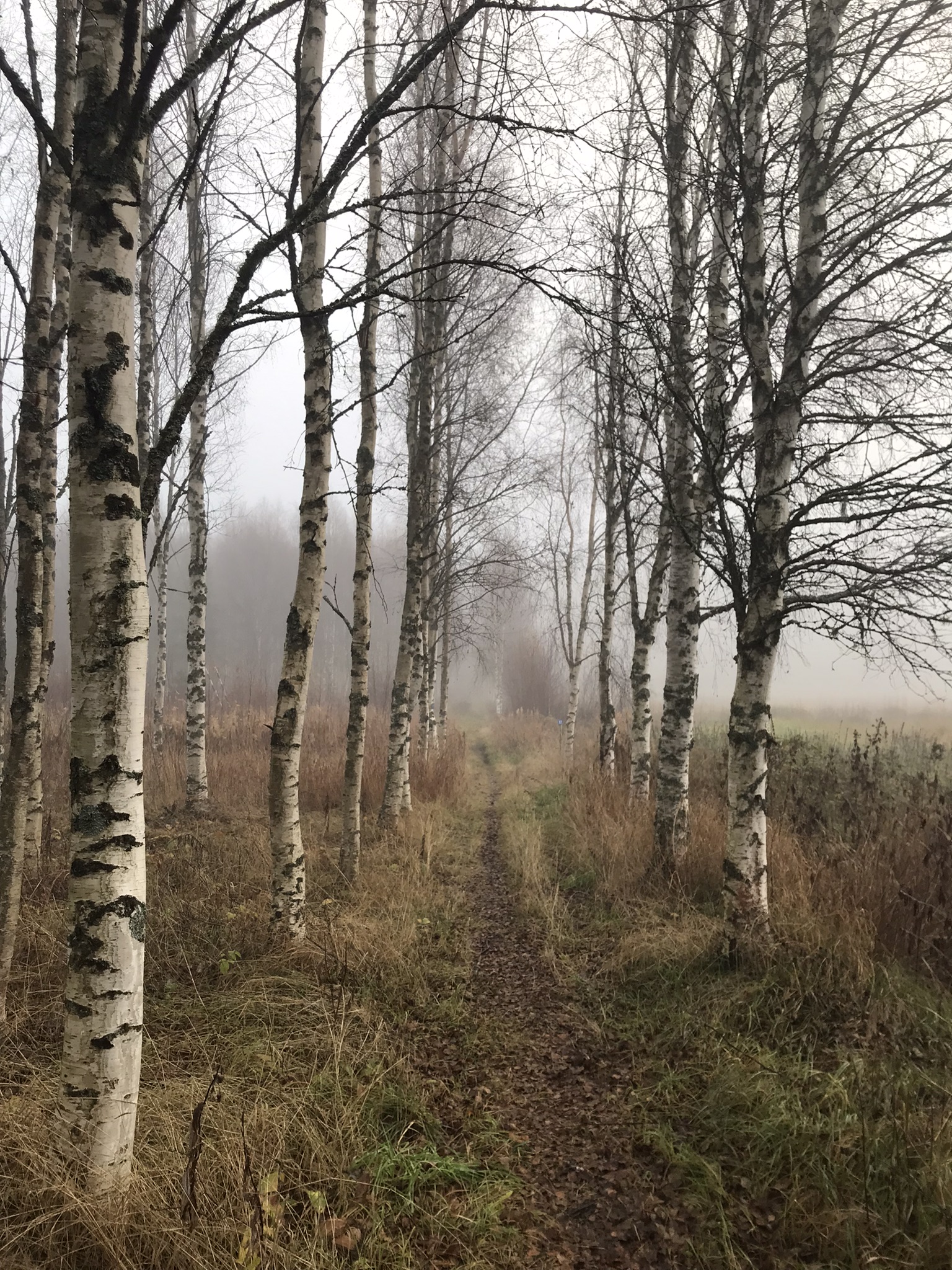 Syksyinen polku kulkee koivujen välistä.