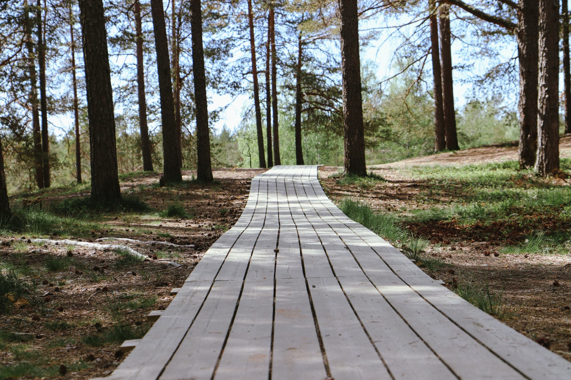 Leveät pitkospuut kulkevat mäntymetsän läpi hiekkadyynin päällä.