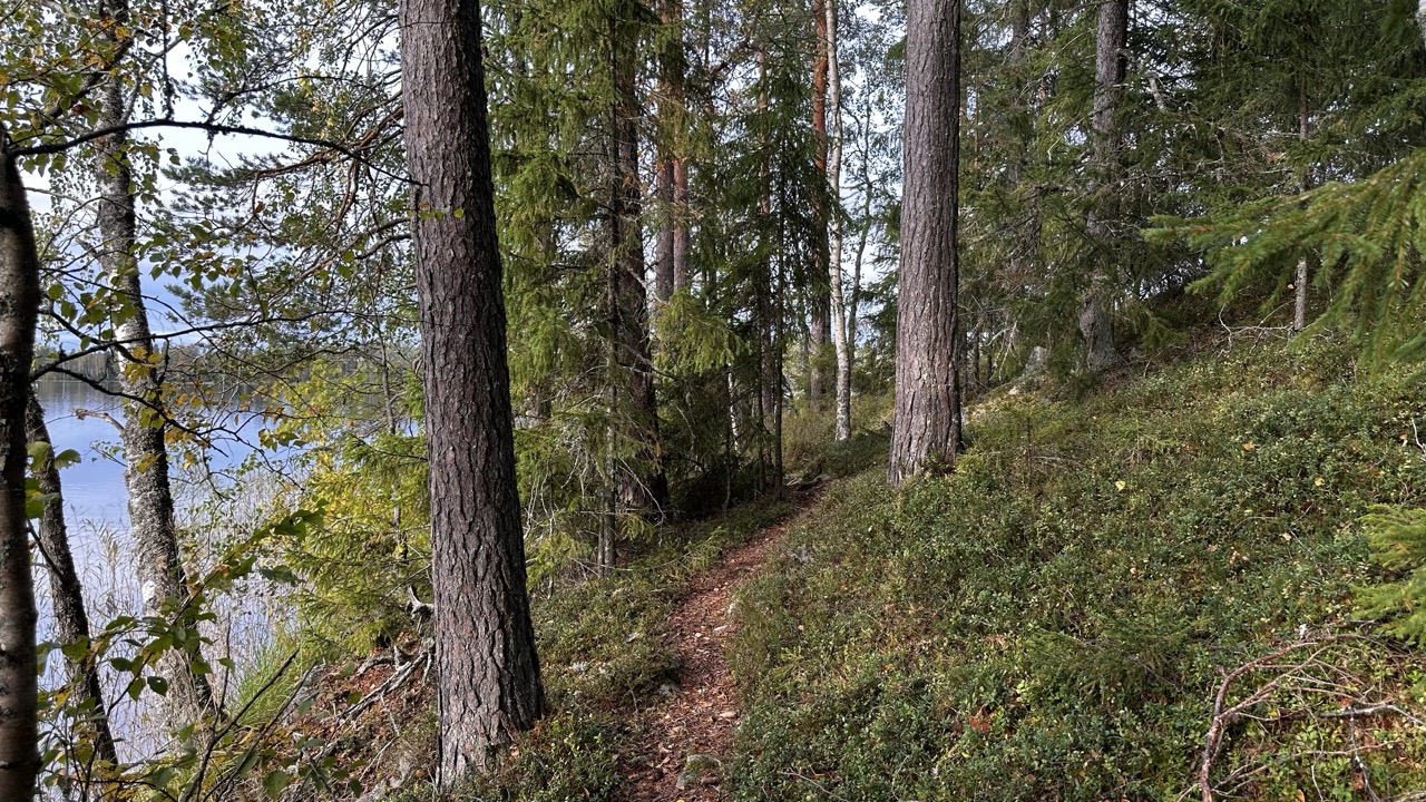 Metsässä kulkee polku järven rantaa mukaillen.