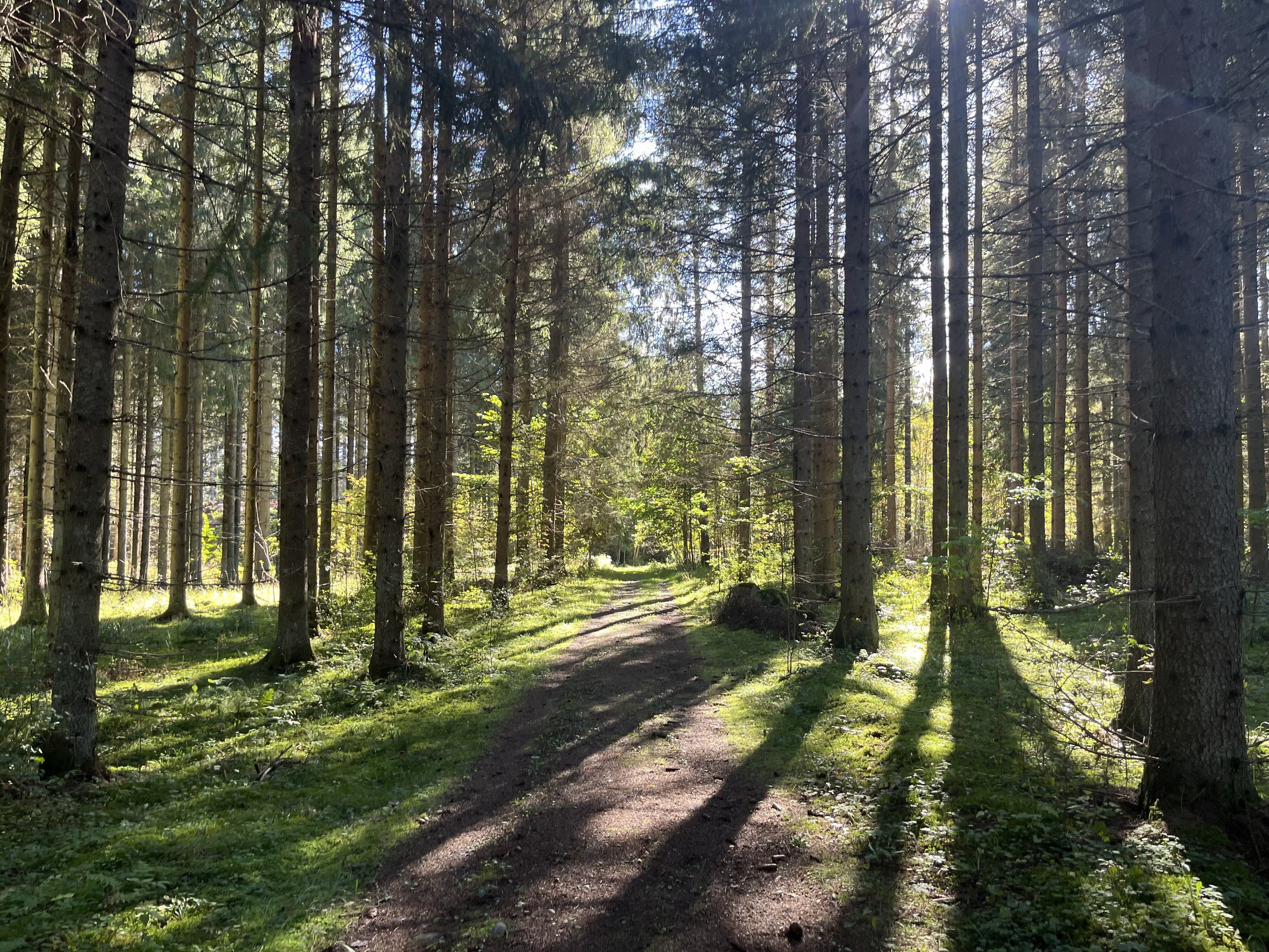 Läyliäinen