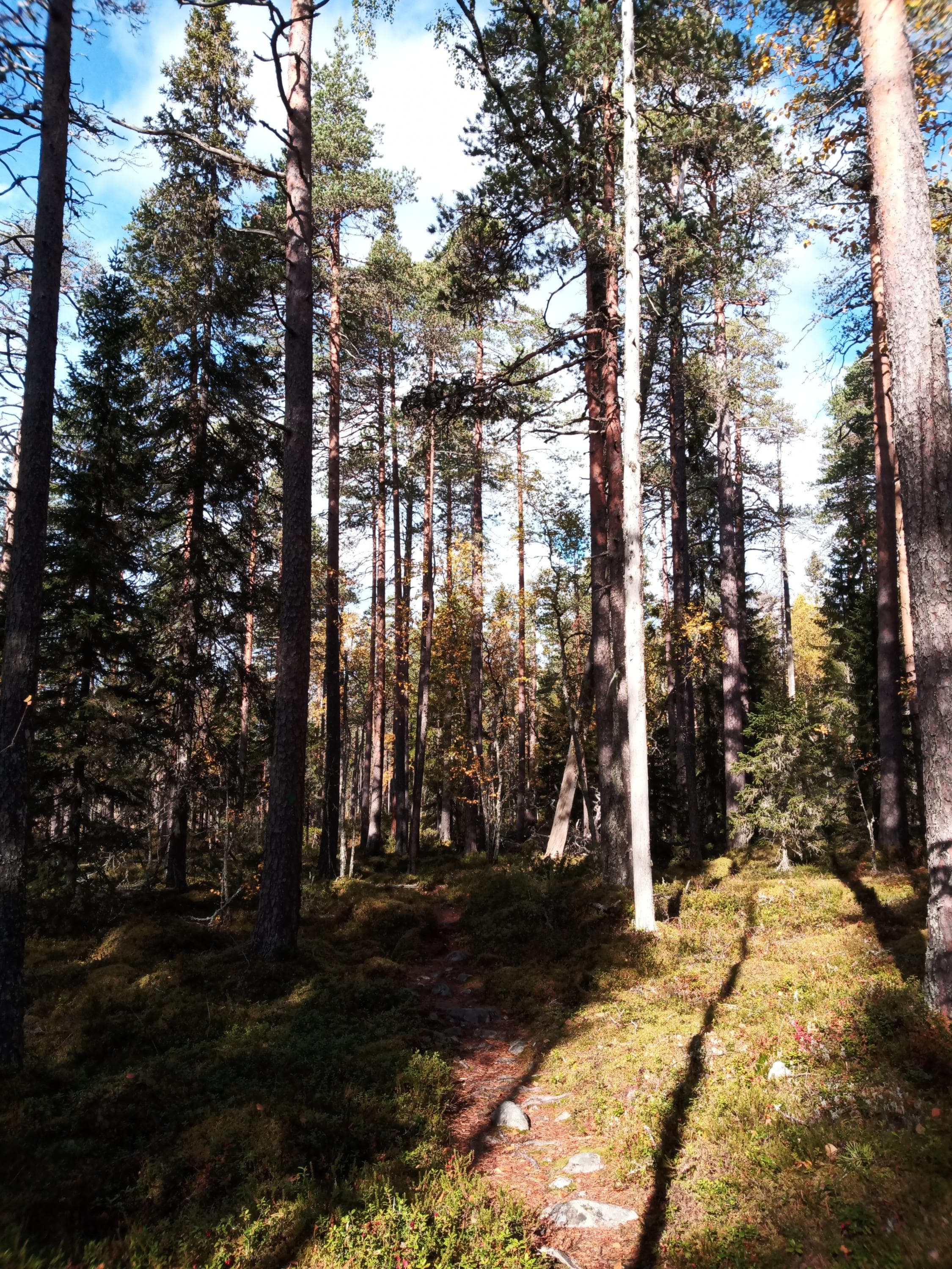 Salamanperän luonnonpuisto.