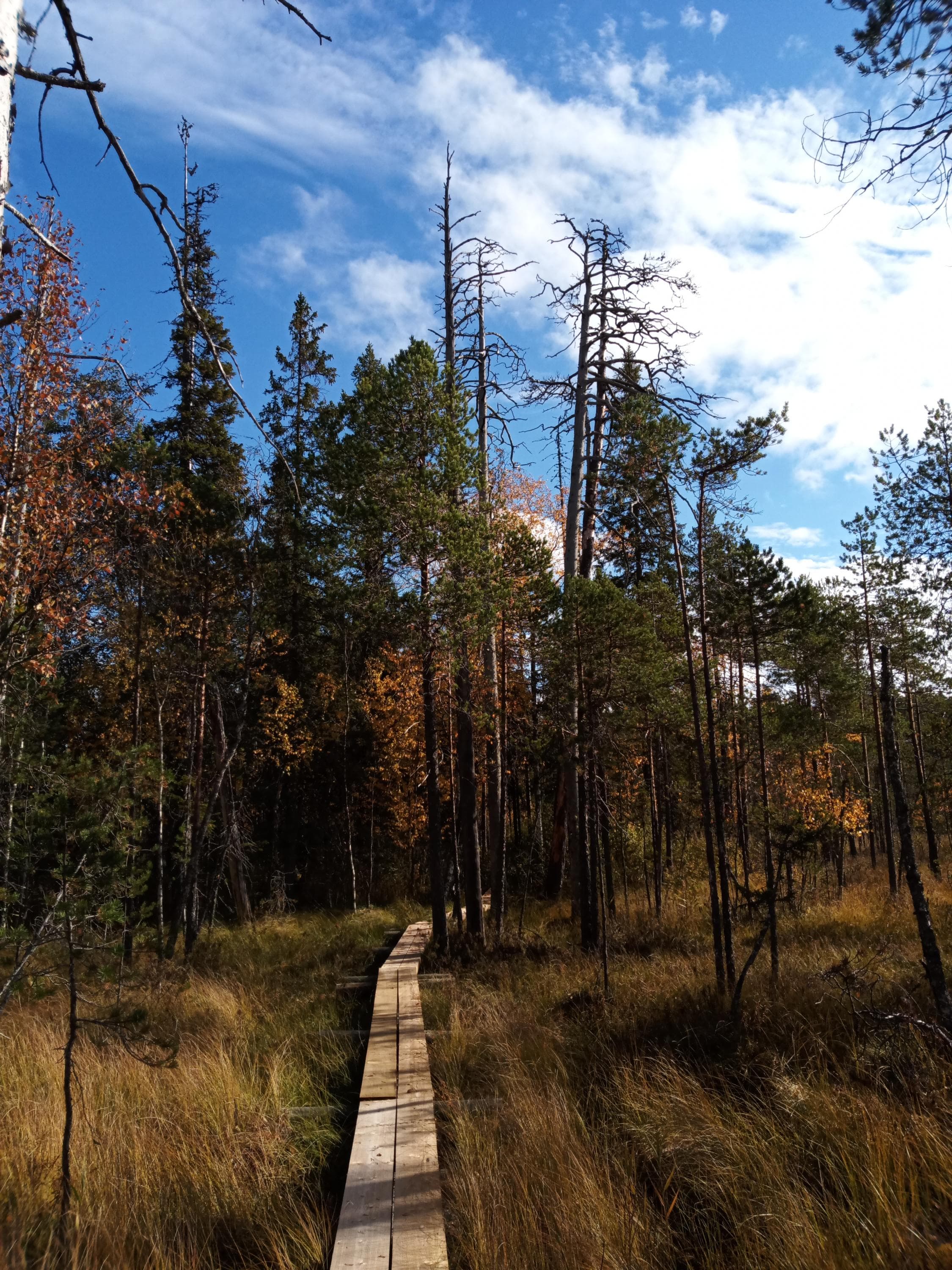 Salamanperän luonnonpuisto.