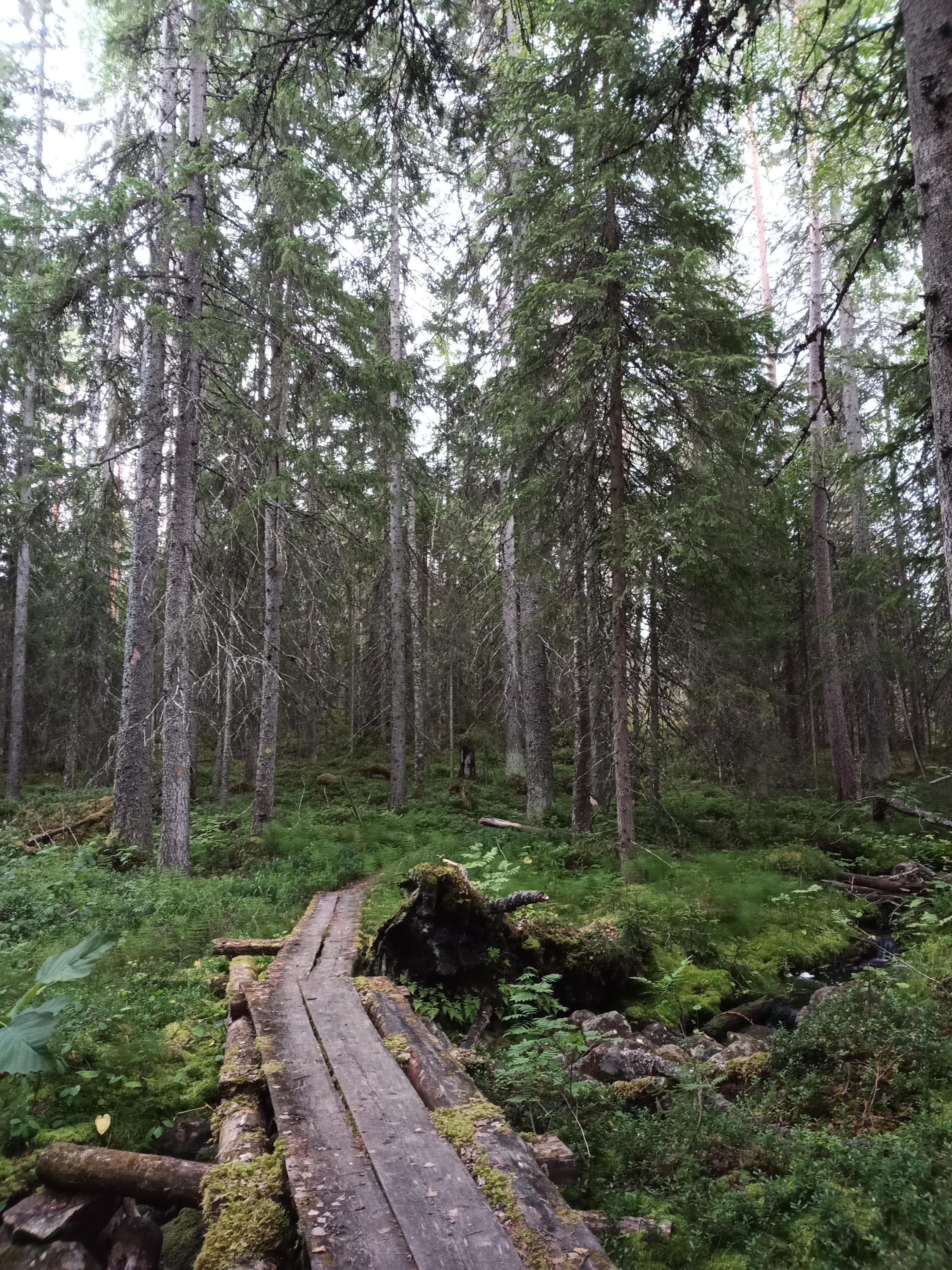 Salamanperän luonnonpuisto.