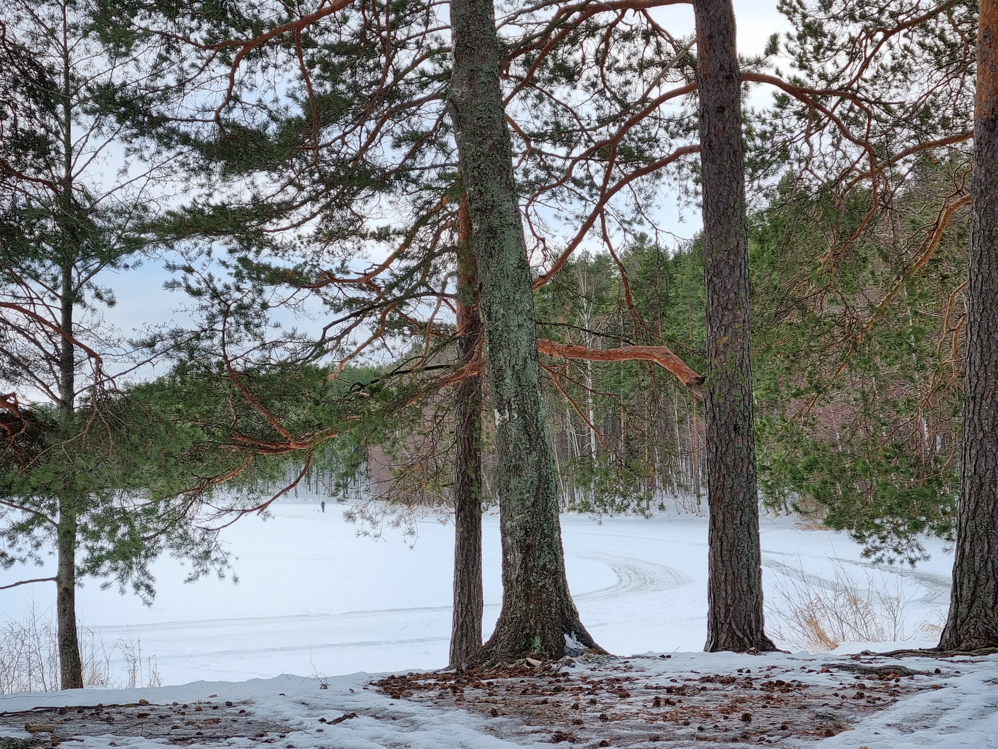 Lammassaari talvella
