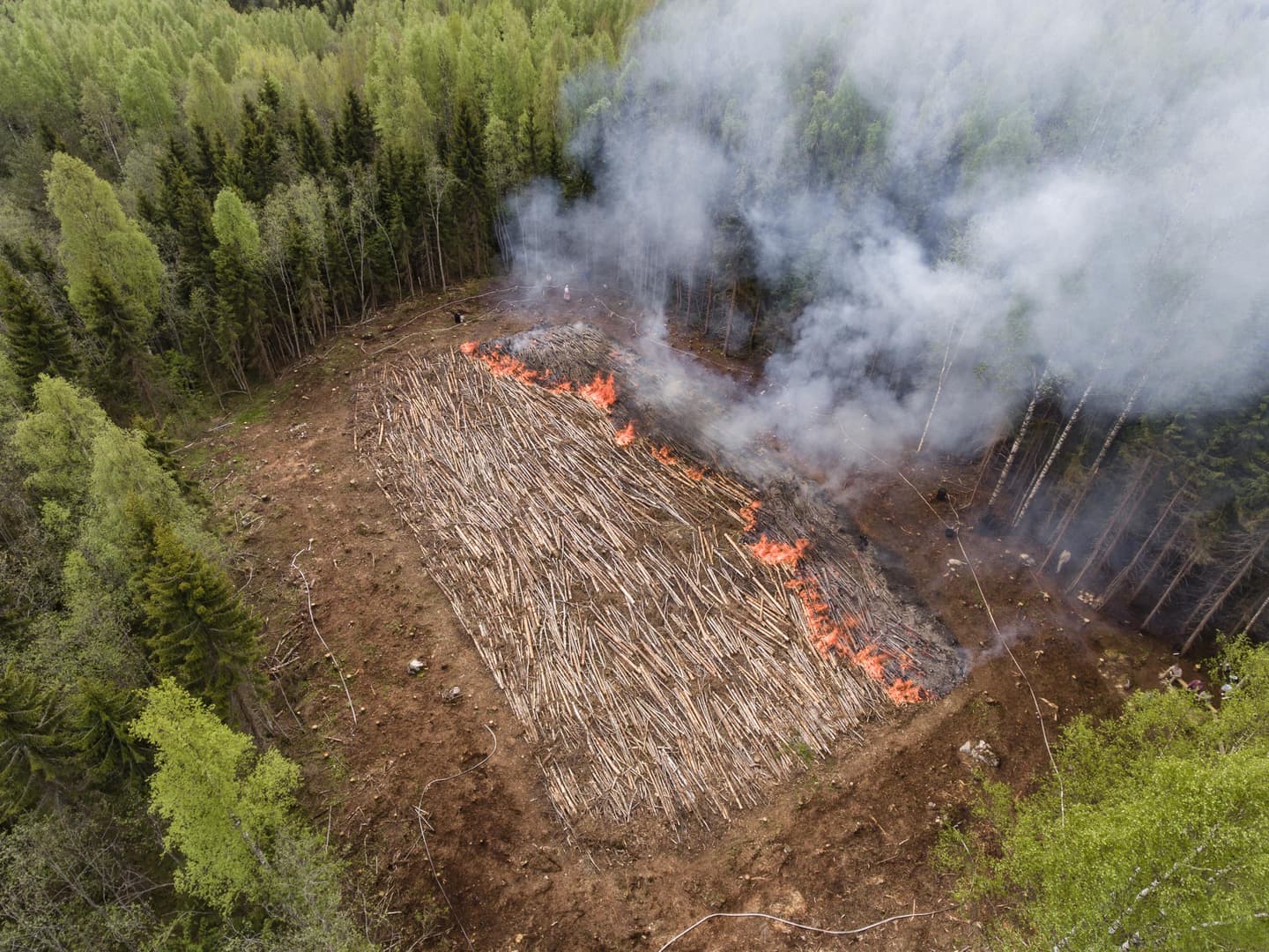 Keskellä koivuvaltaista metsää on neliskulmainen hakkuuaukio, joka on peitetty rinnakkain ladotuilla puunrungoilla. 
