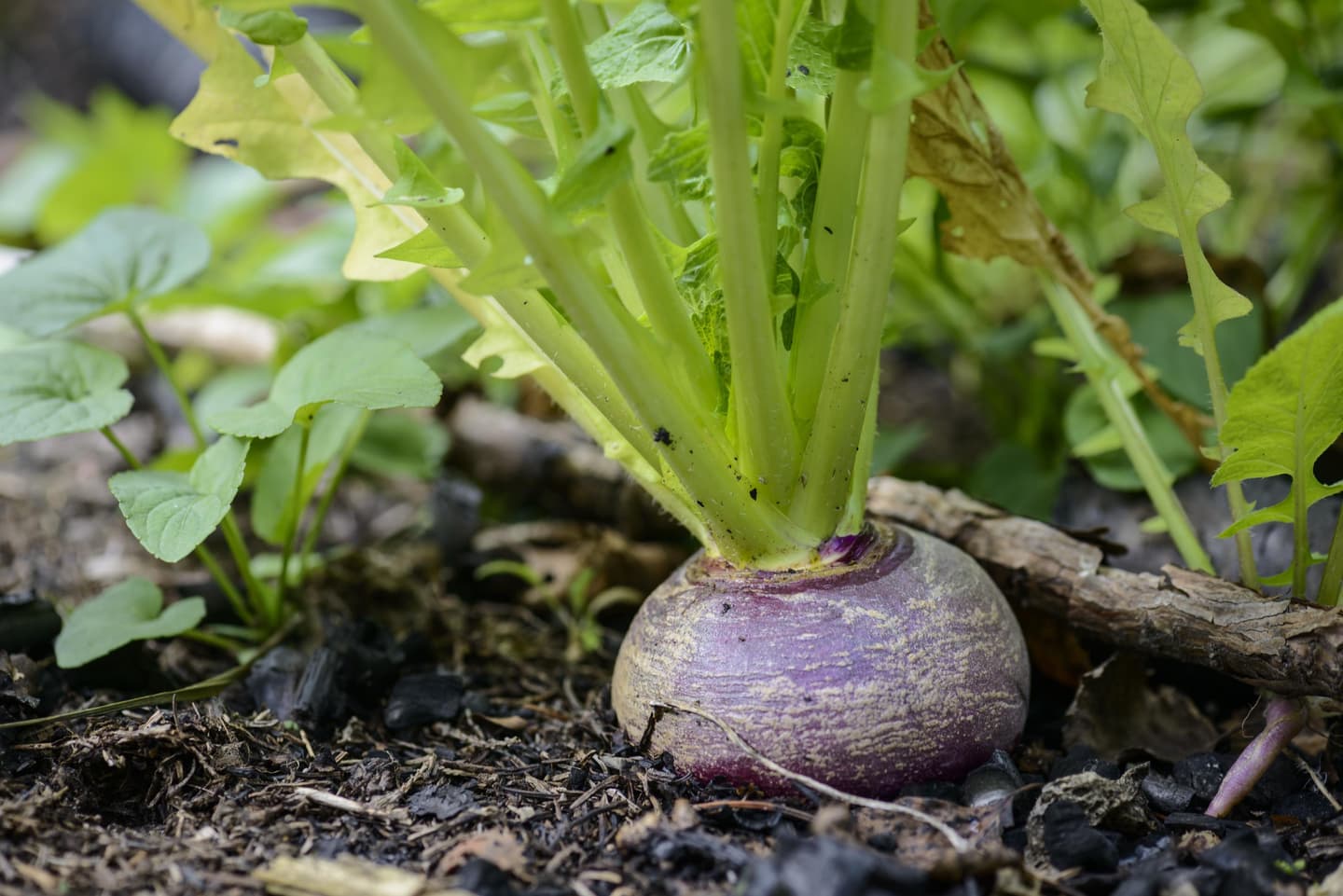 Violetti nauris kasvaa tummassa, tuhkan peittämässä maassa. 