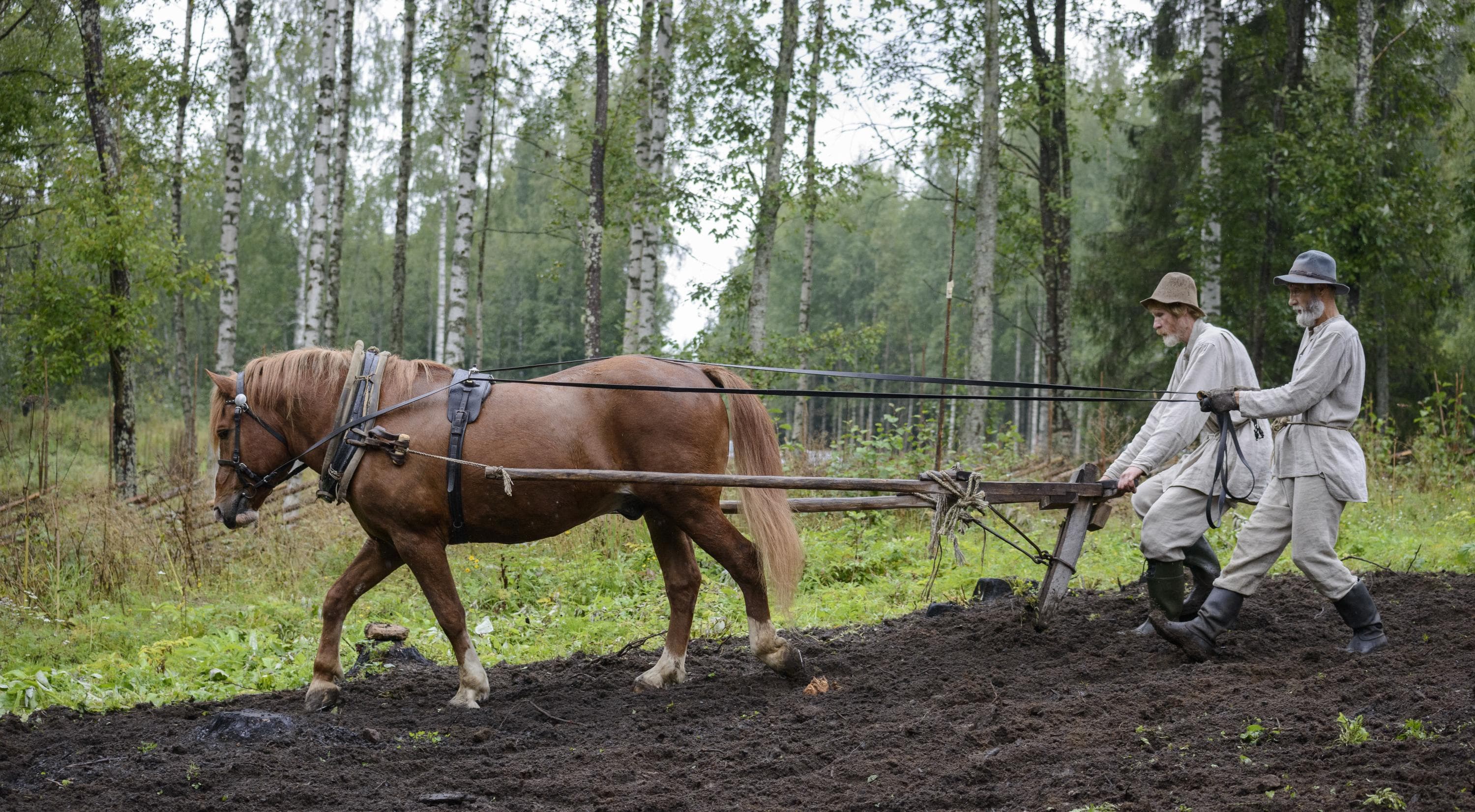 Kaksi pellava-asuista henkilöä kyntää poltettua kaskea. Hevonen vetää auraa, toinen kyntäjä ohjaa hevosta ja toinen ohjaa hevosen vetämää puista auraa. 