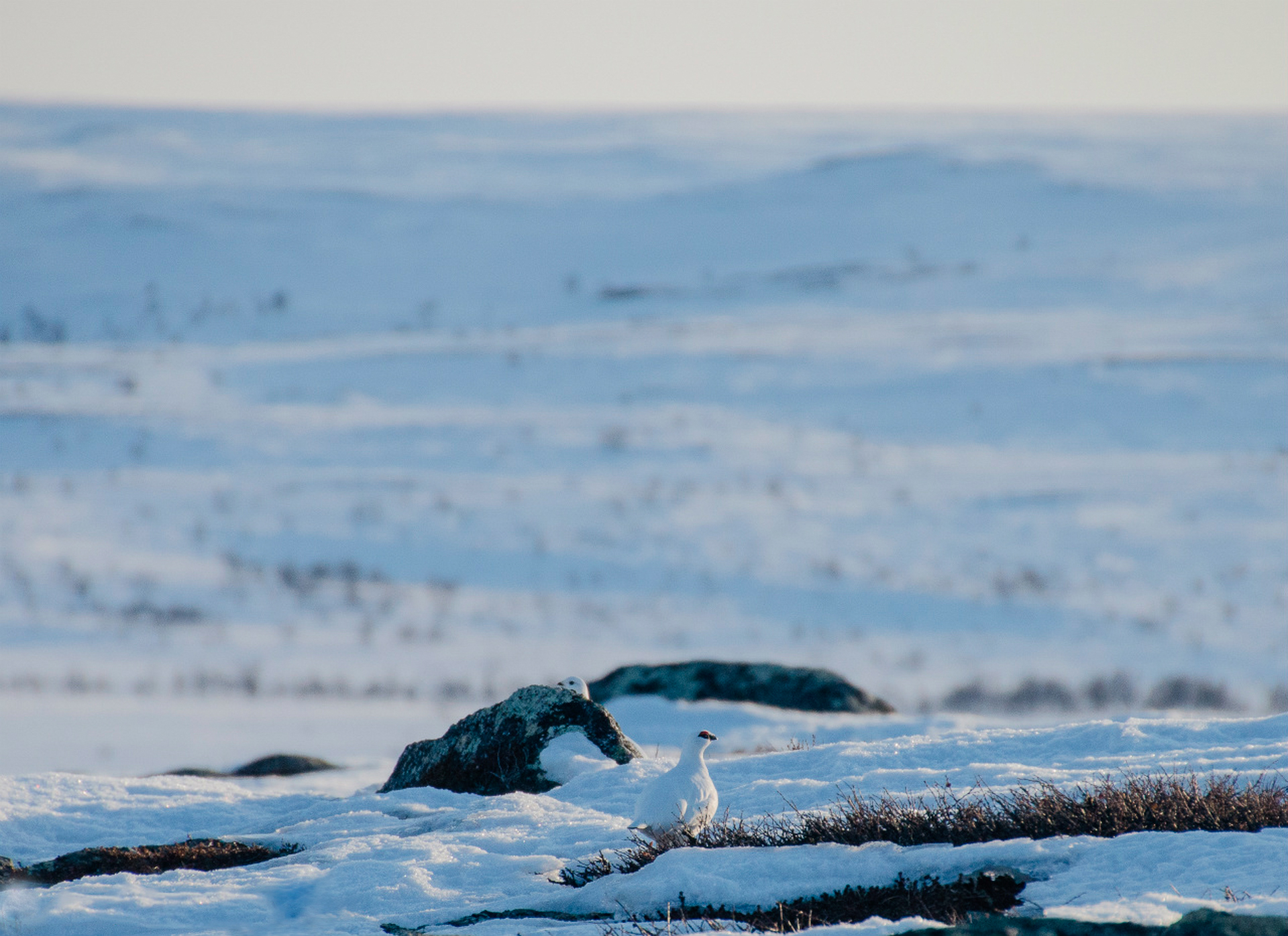 Kiirunat tunturissa, valkoiset linnut piiloutuvat hyvin lumihankeen. 