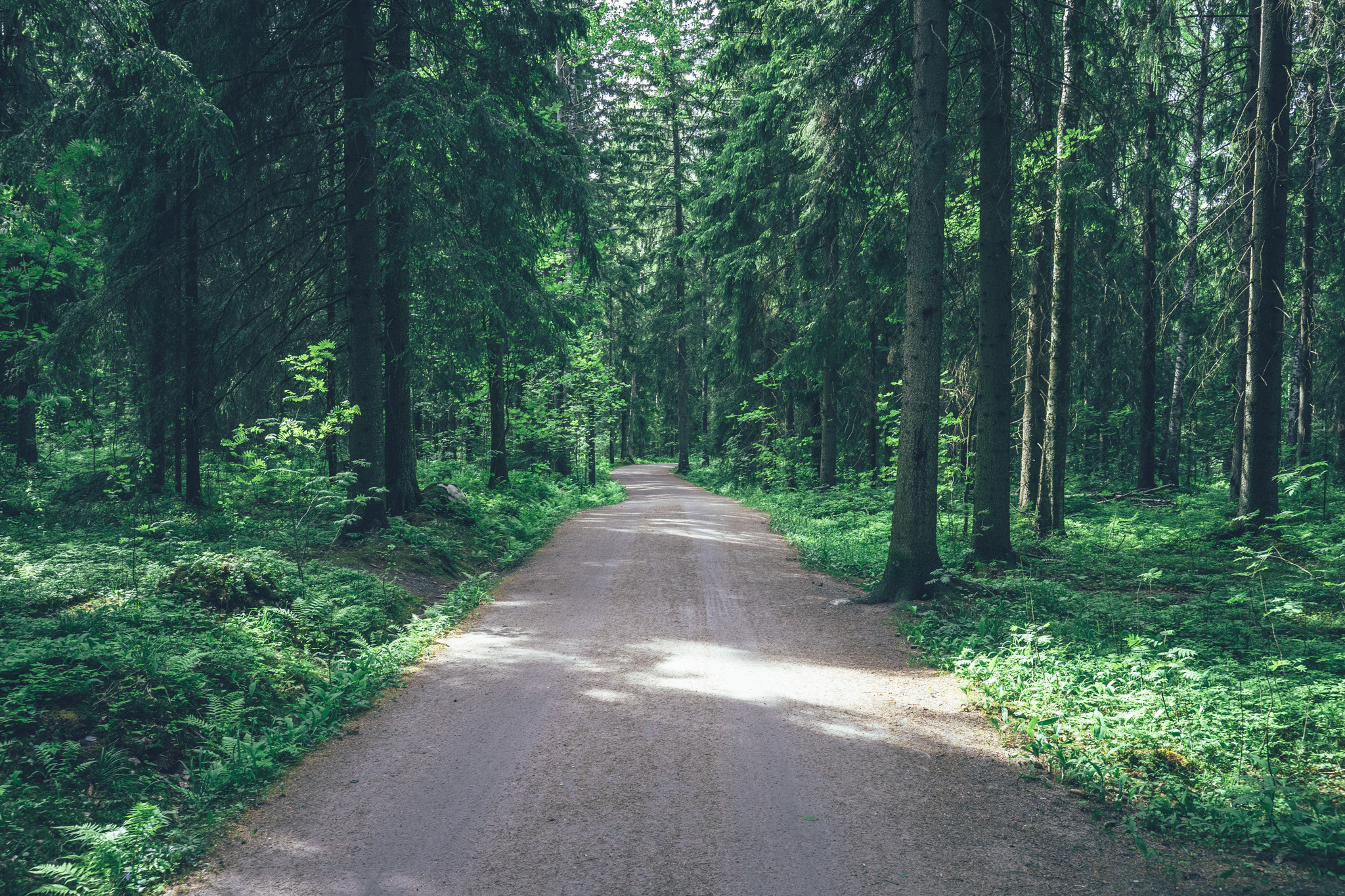 Hiekkatie metsän halki