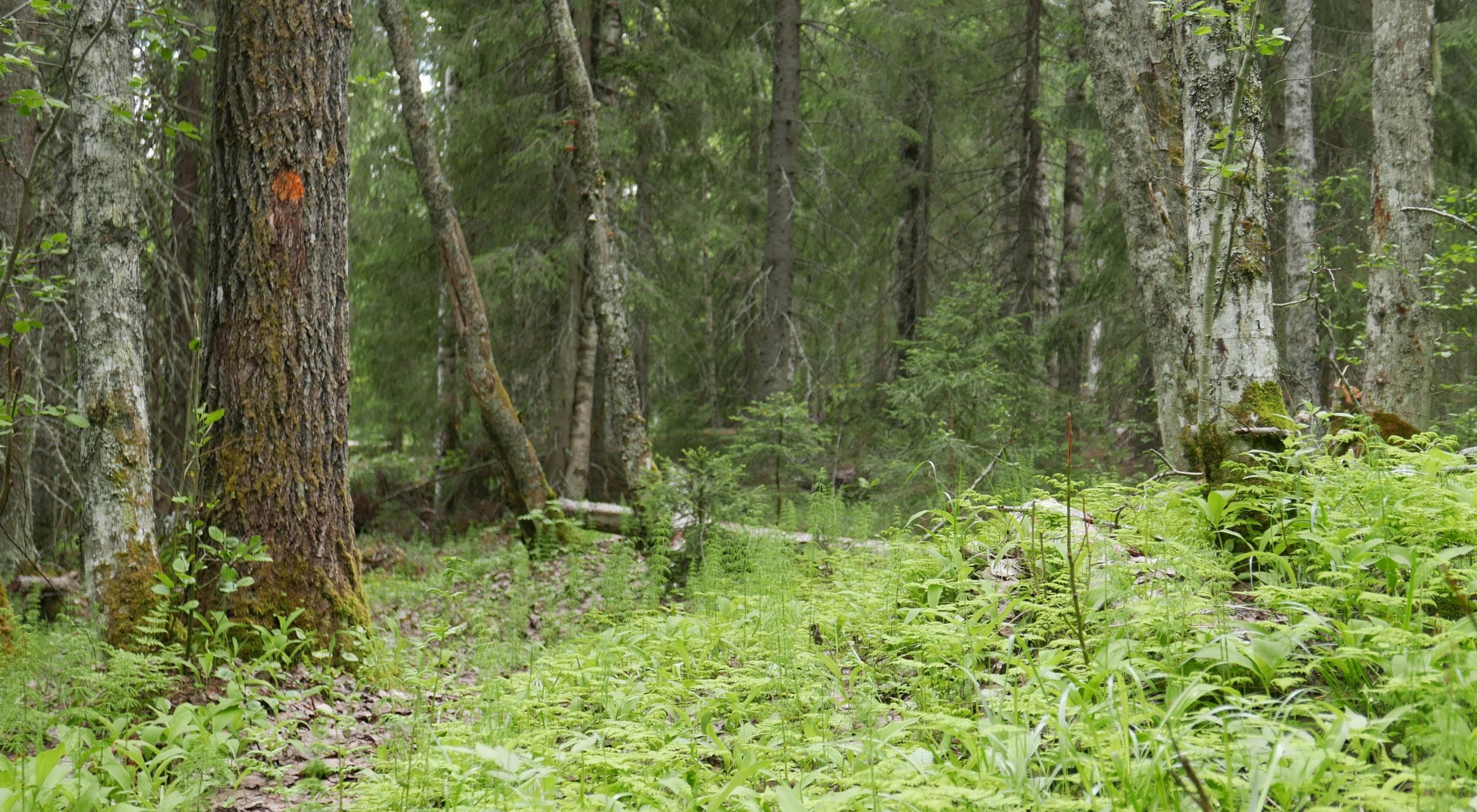 Maasto luontopolun varrella on varsin tasaista. Vehreä lehtimetsä on kehittynyt kaskenpolton, kaskiviljelyn ja laiduntamisen seurauksena.

