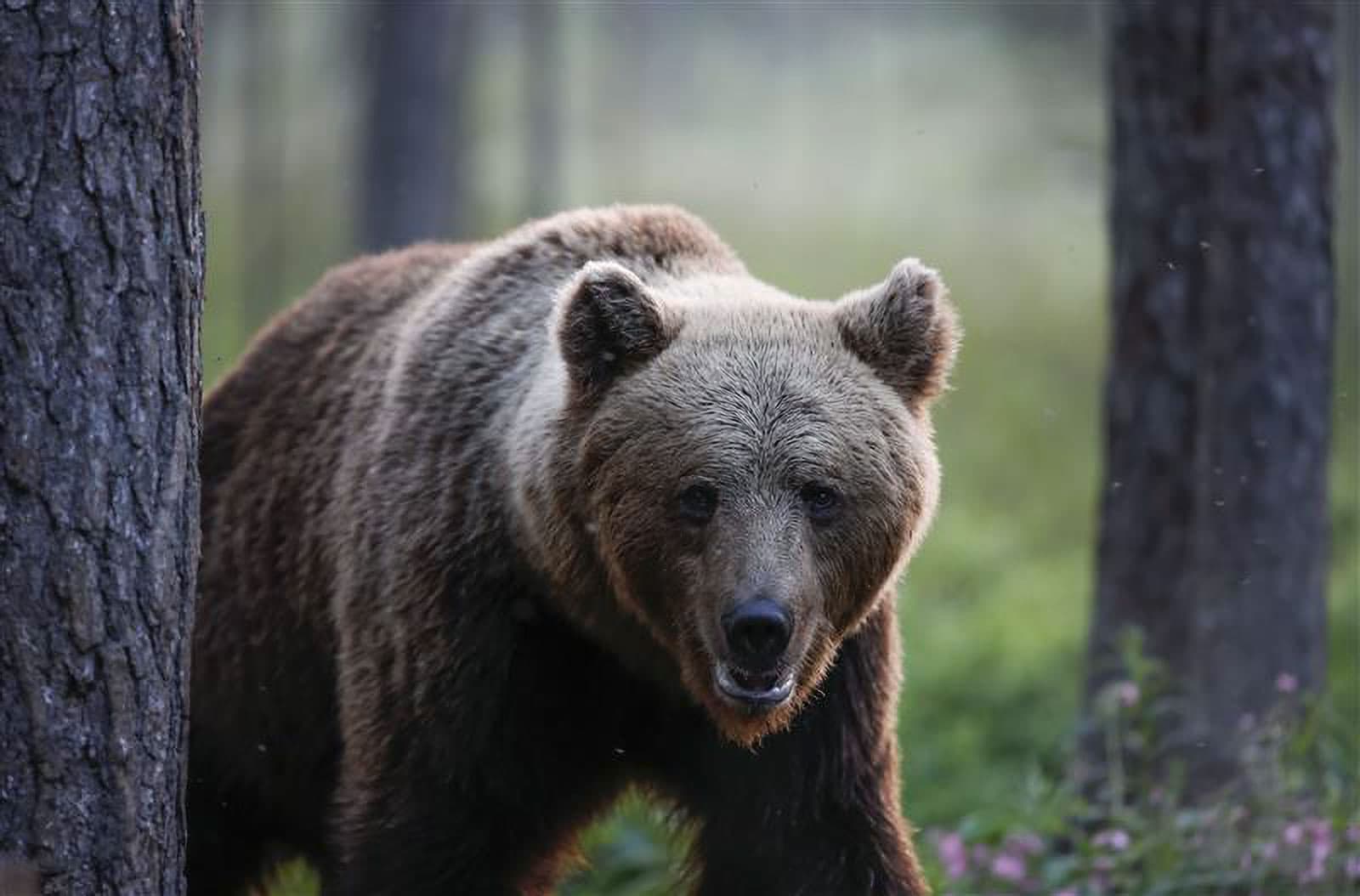 Karhu katselee kuvaajaa kahden puun välistä.