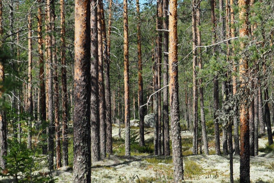 Kangasmetsä kesällä, mäntyjä, jäkälää.
