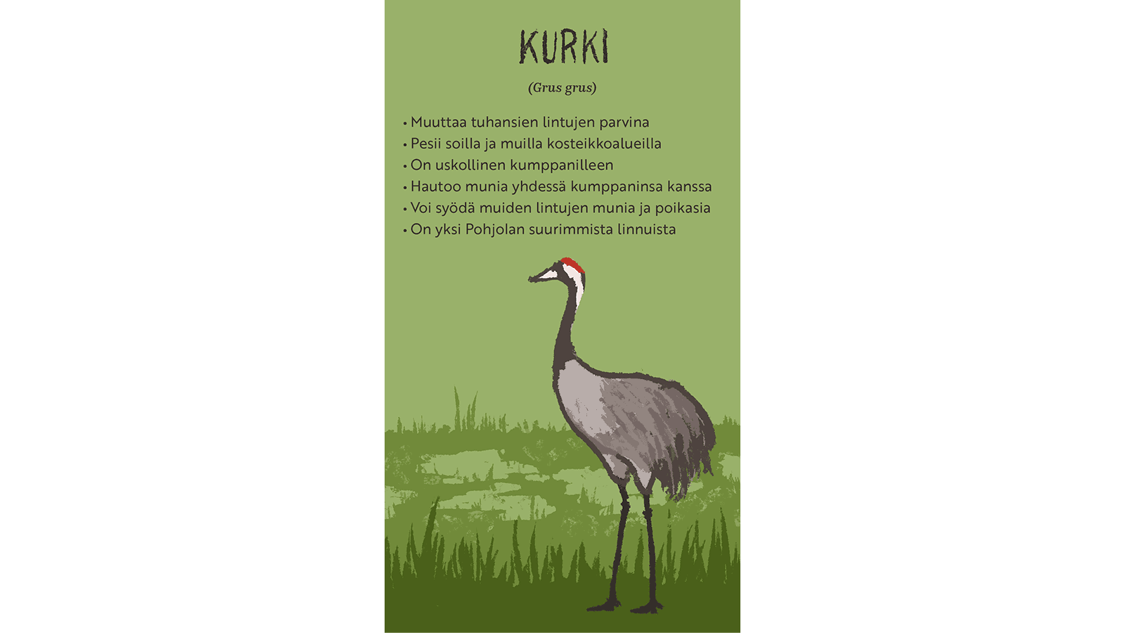 Piirroskuvassa suon ruohikossa seisova kurki. Tekstissä kerrotaan kurjesta.