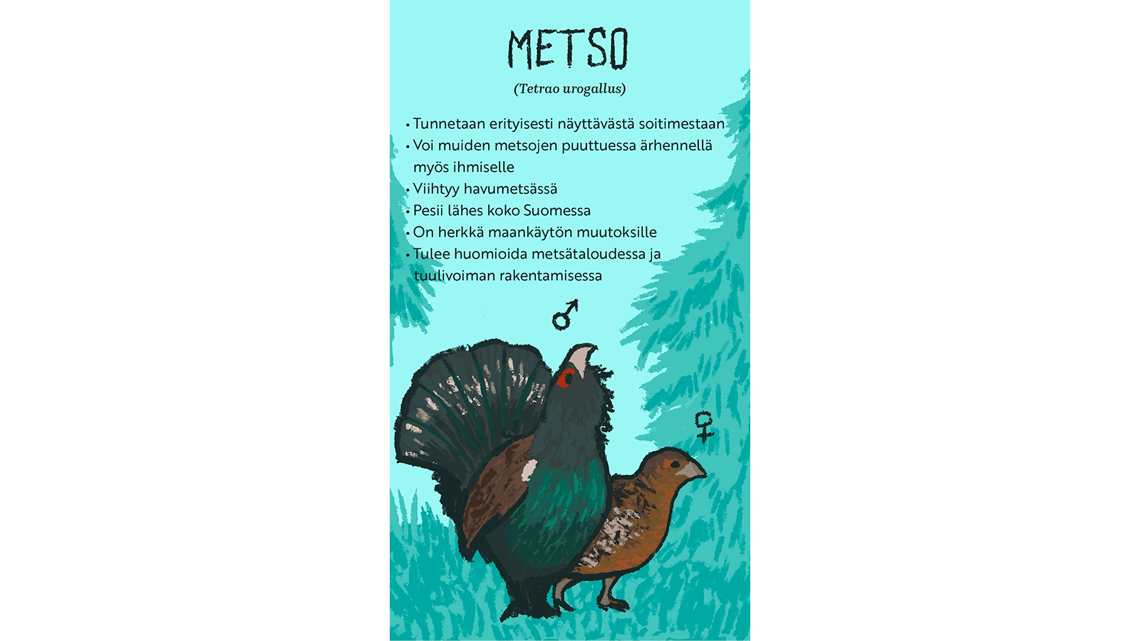 Piirroskuvassa uros- ja naarasmetsot. Taustalla metsä. Tekstissä kerrotaan metsosta.