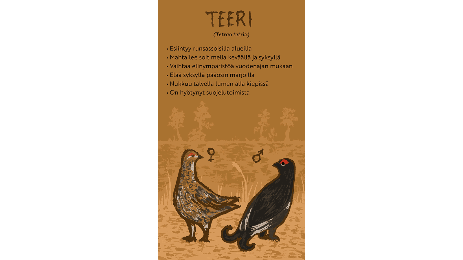 Piirroskuvassa naaras- ja urosteeret. Taustalla metsä. Tekstissä kerrotaan teerestä.