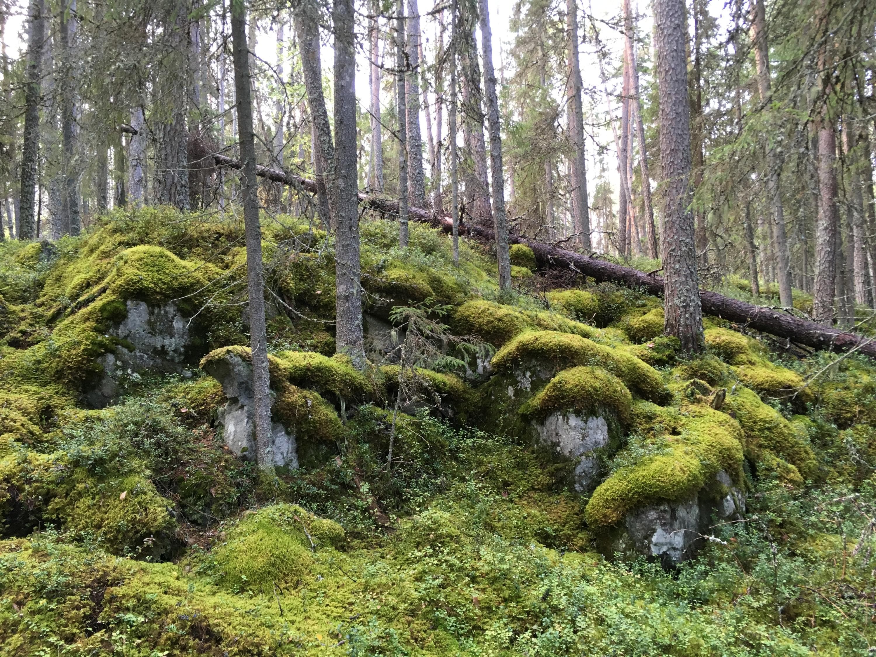 Sammalen peittämiä kiviä.