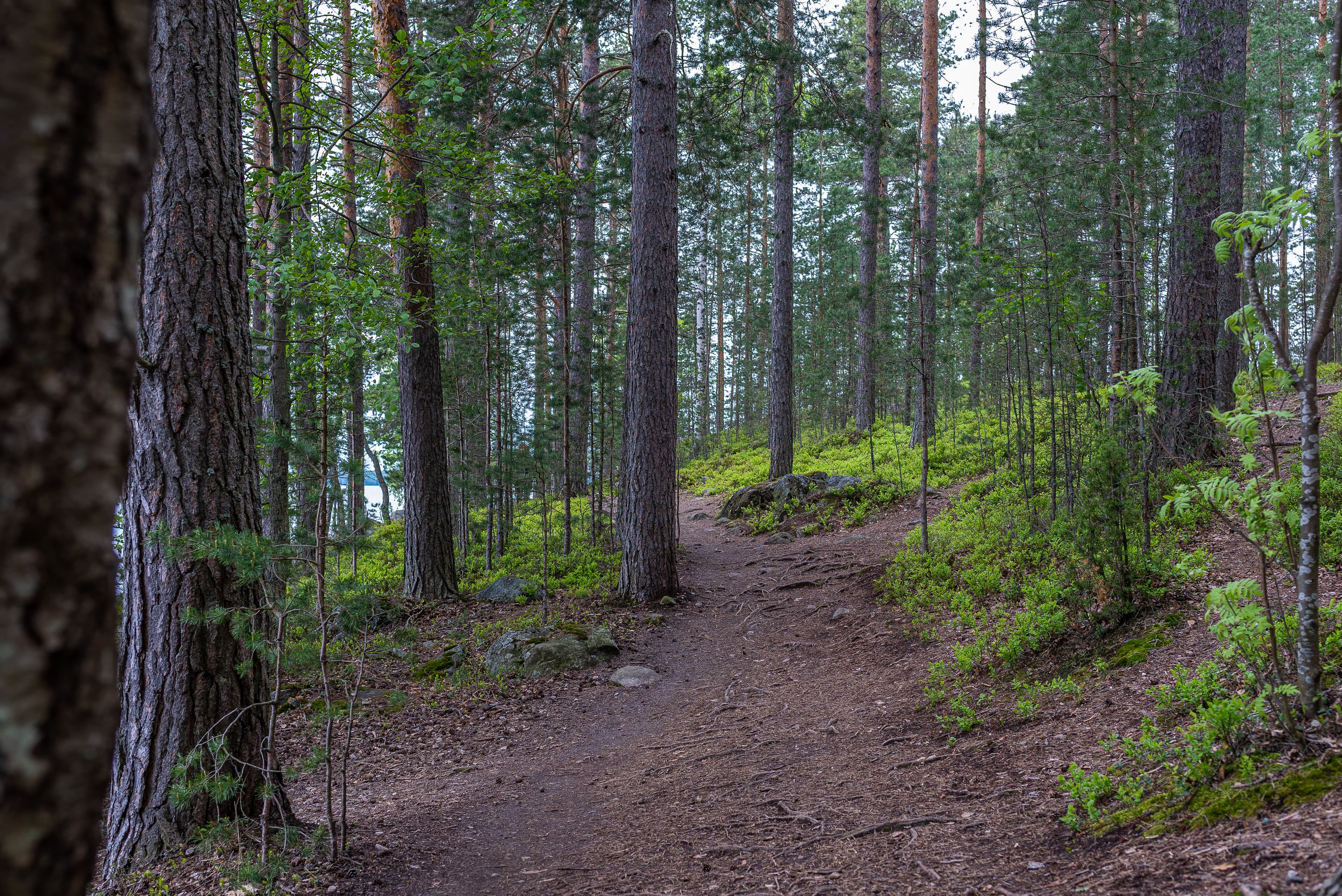 Lähikuvassa metsäisessä maastossa oleva polku.