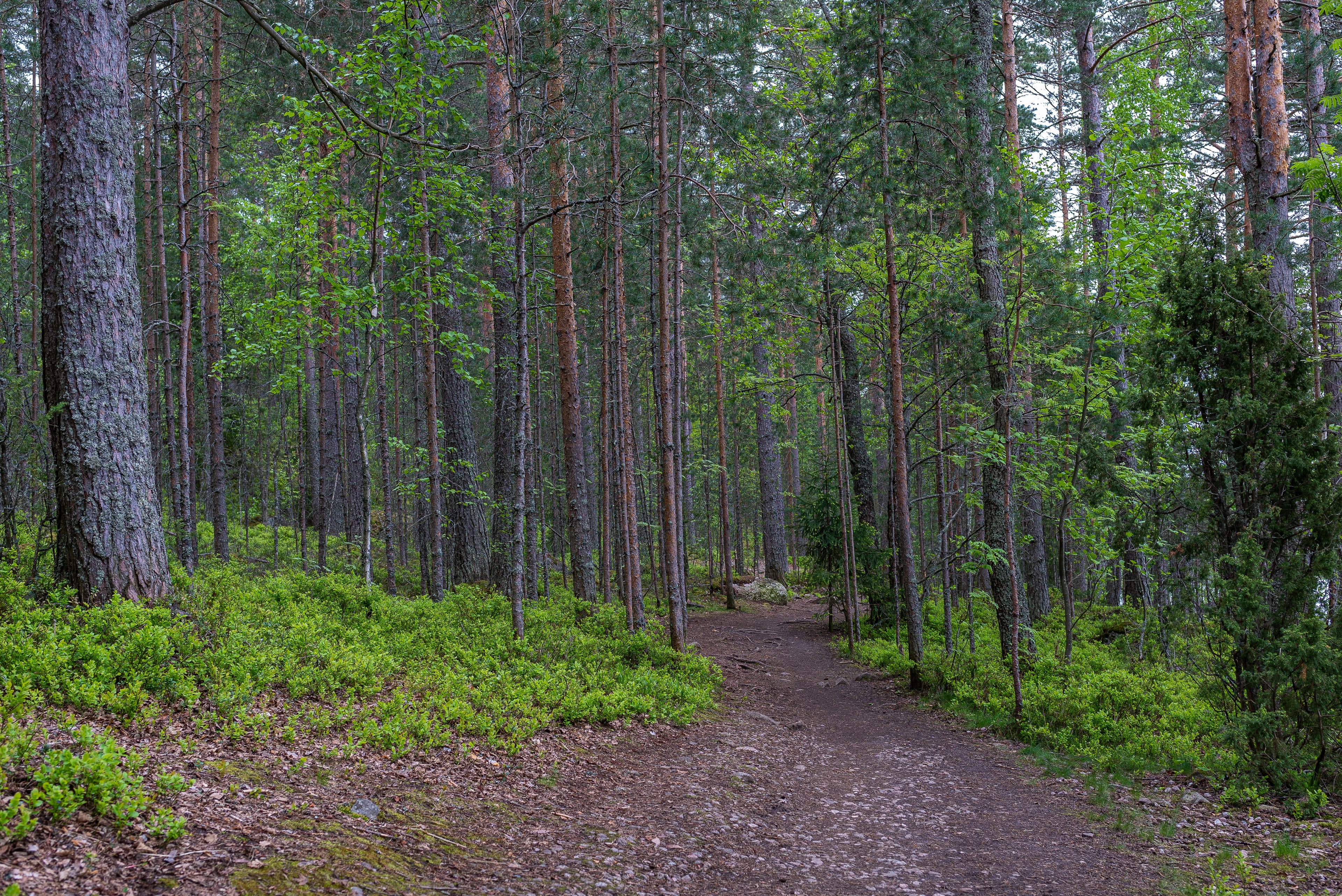 Kapea maastopolku, jonka ympärillä vehreää metsämaisemaa.