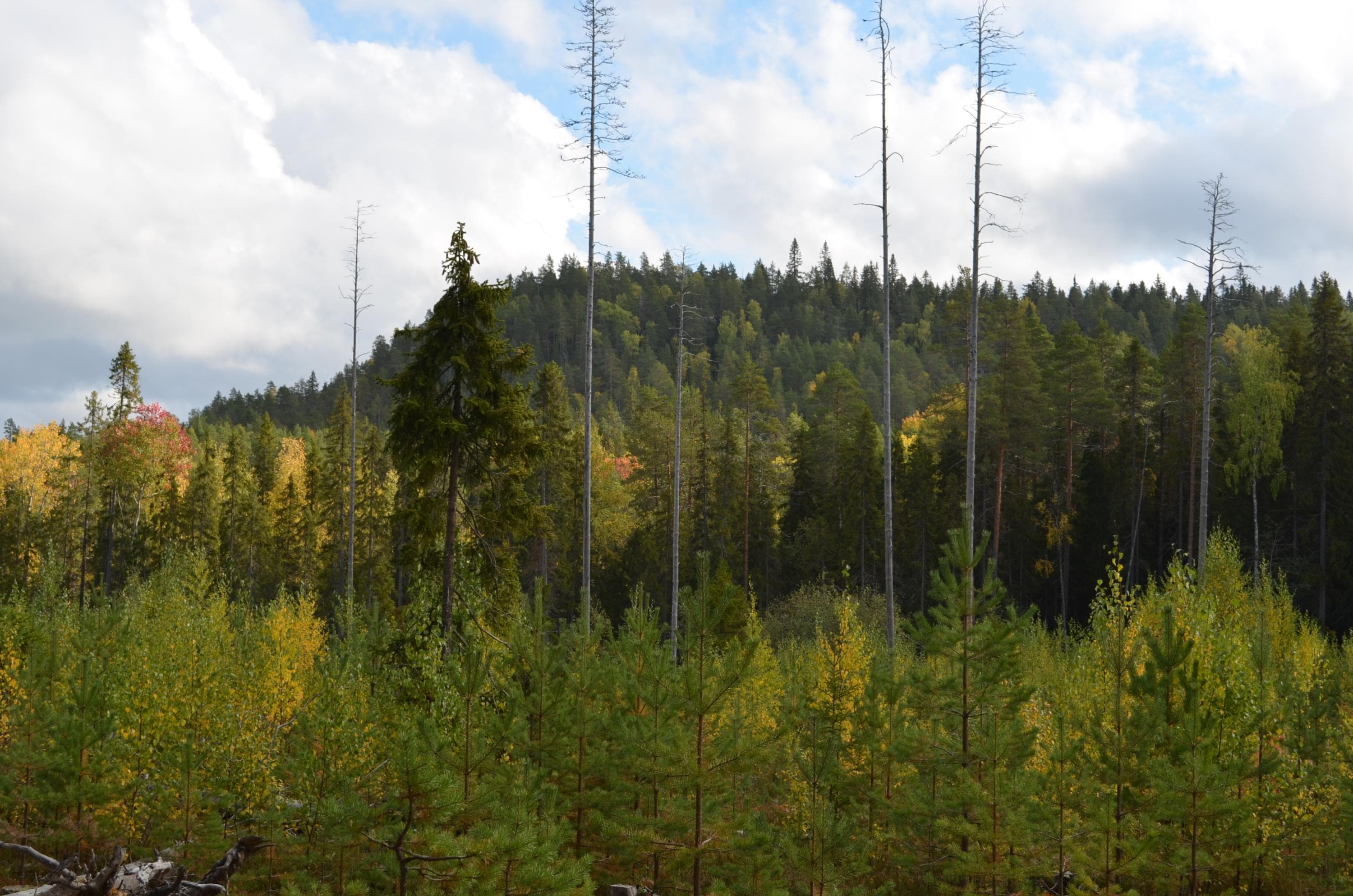 Jauhovaara erottuu maastosta selvästi.