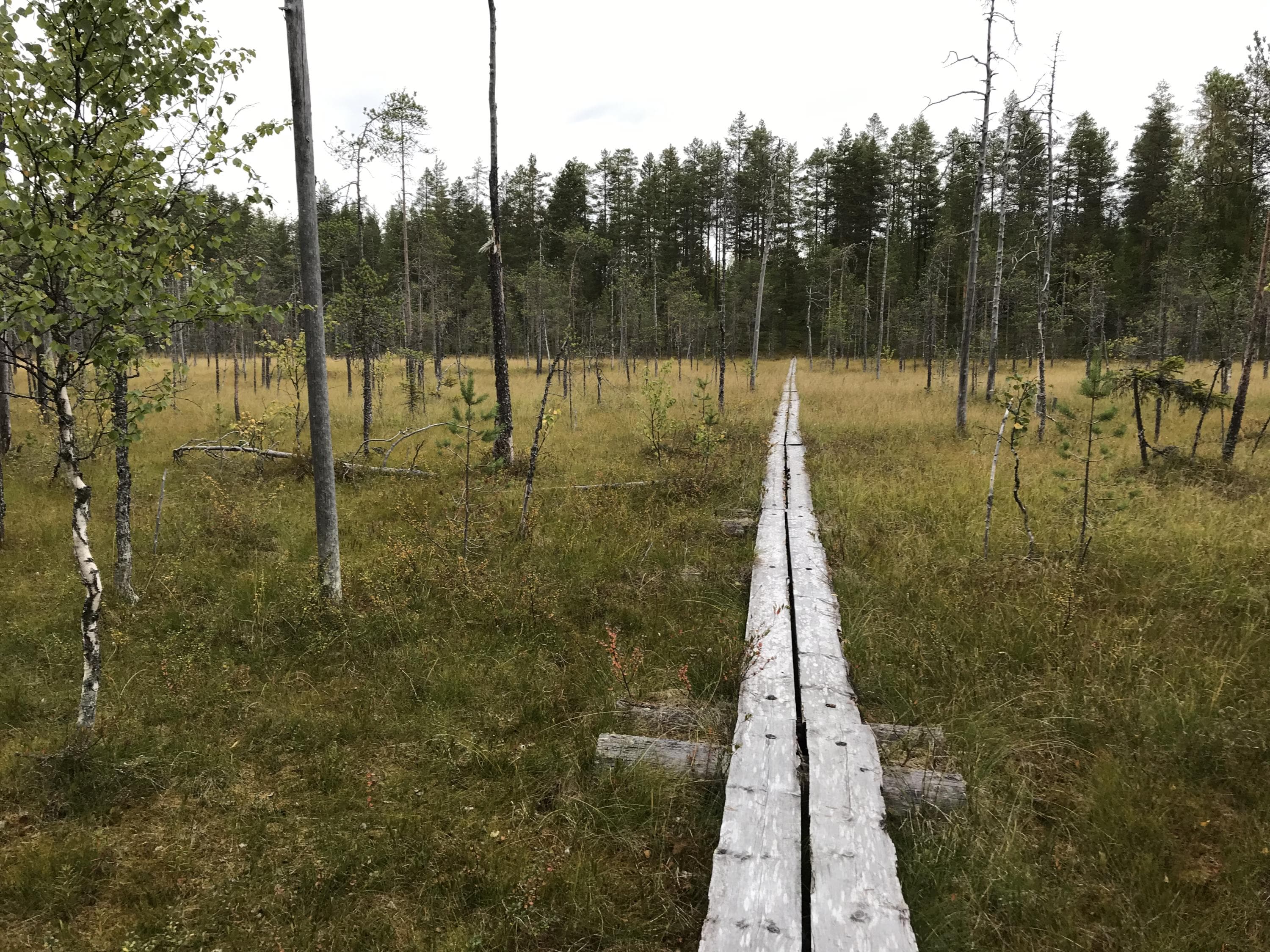 Jämäsvaarassa on soita.
