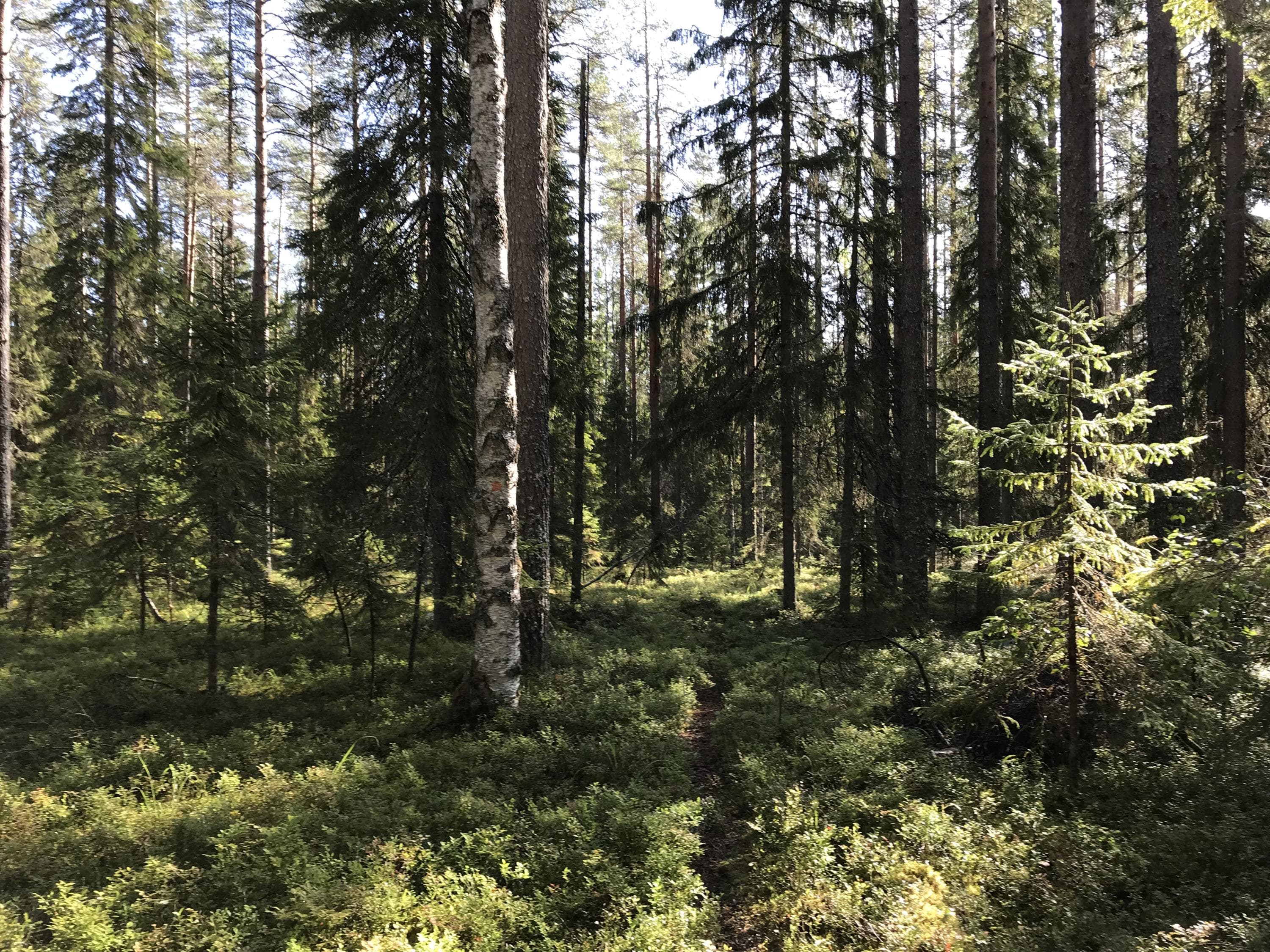 Polku Jämäsvaarassa.