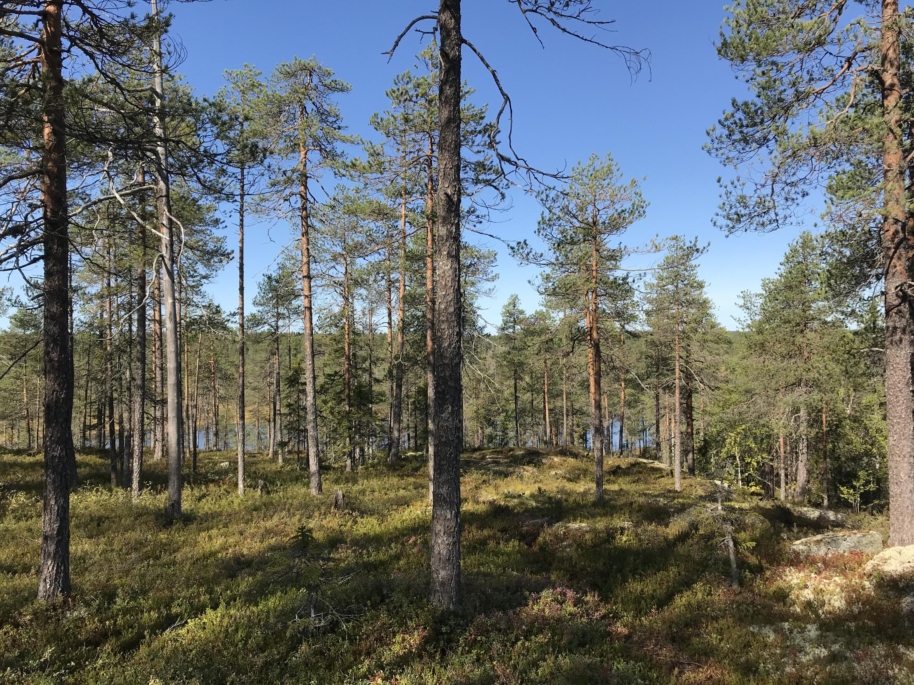 Kalliolla on viehättävä maisema. 