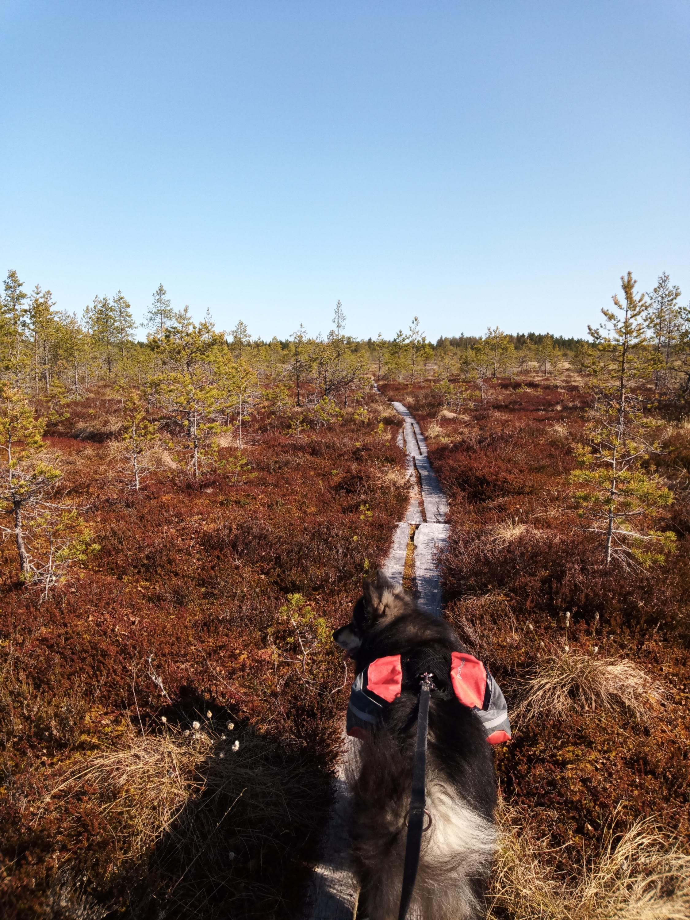En hund går längs spångar i en myr.