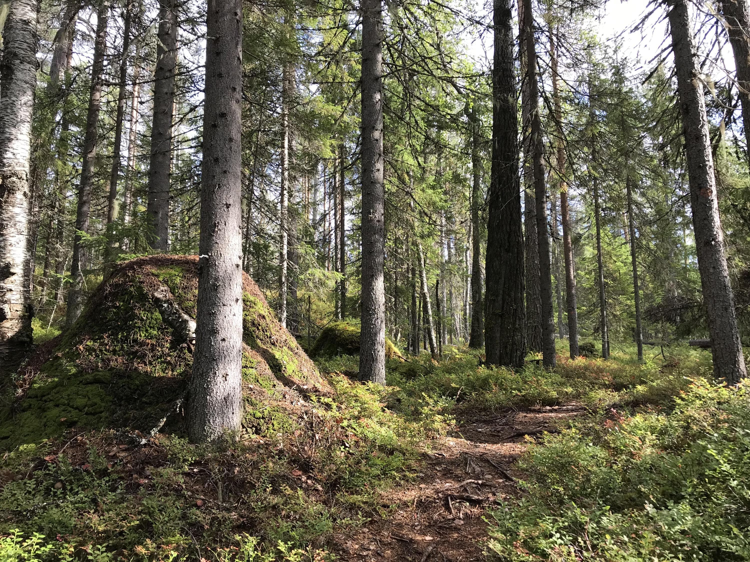 Suuret muurahaiskeot ovat merkki vanhasta metsästä.