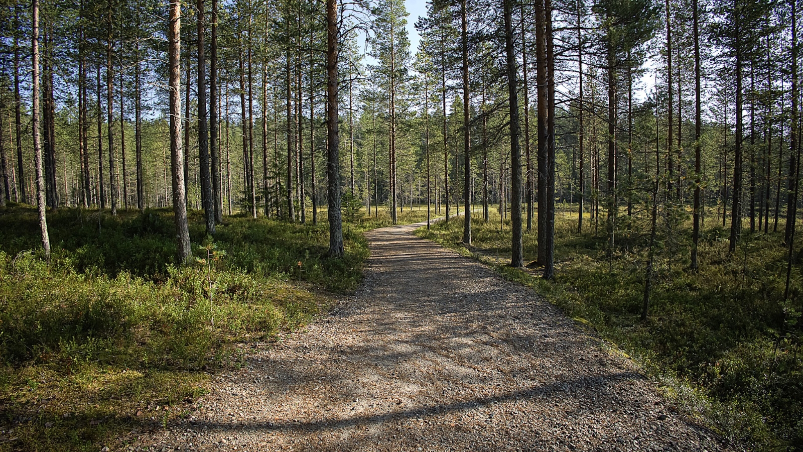 kellarilammen esteetön polku syksyn auringossa.
