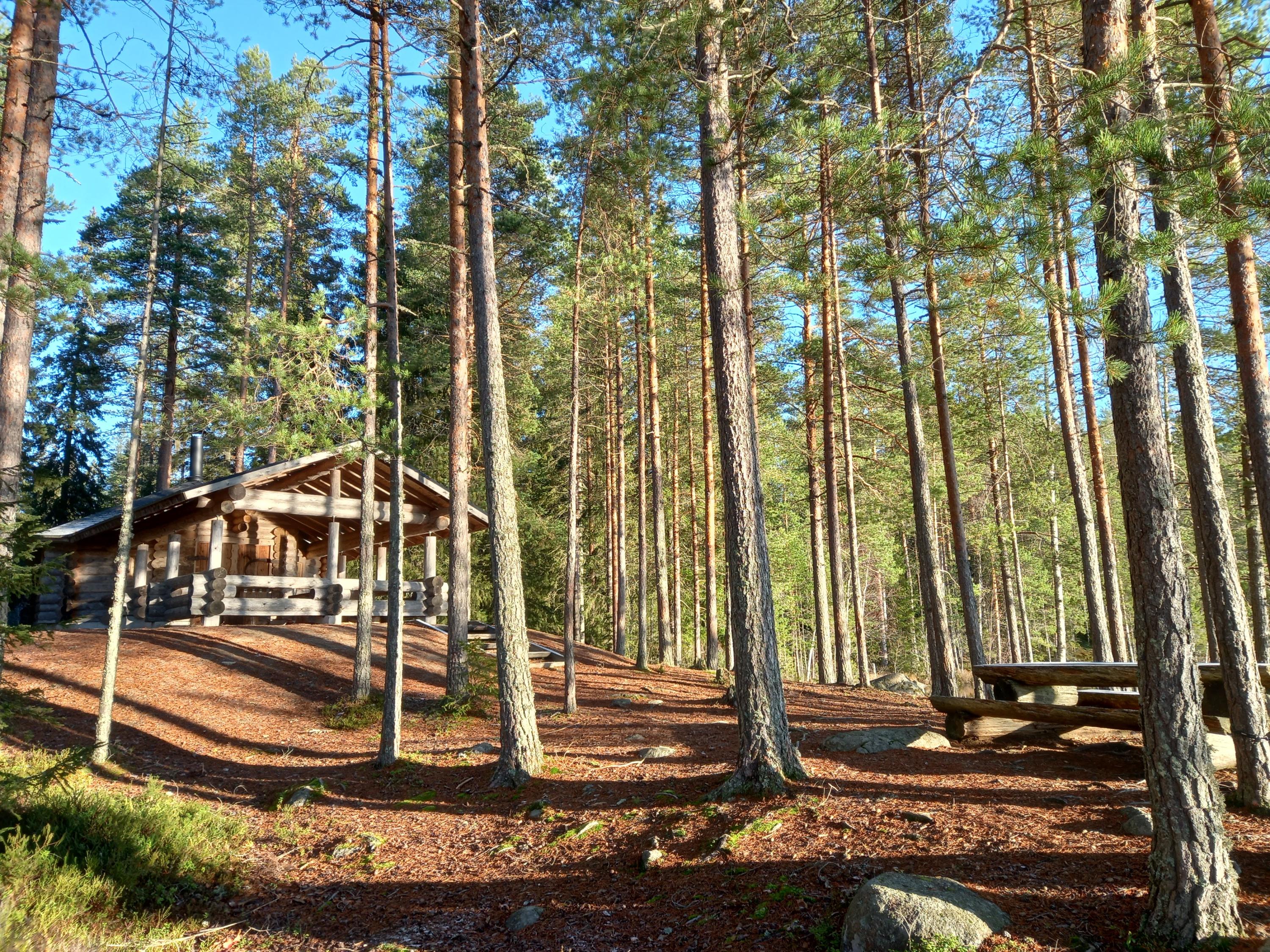Hirsinen rakennus aurinkoisessa mäntymetsässä.