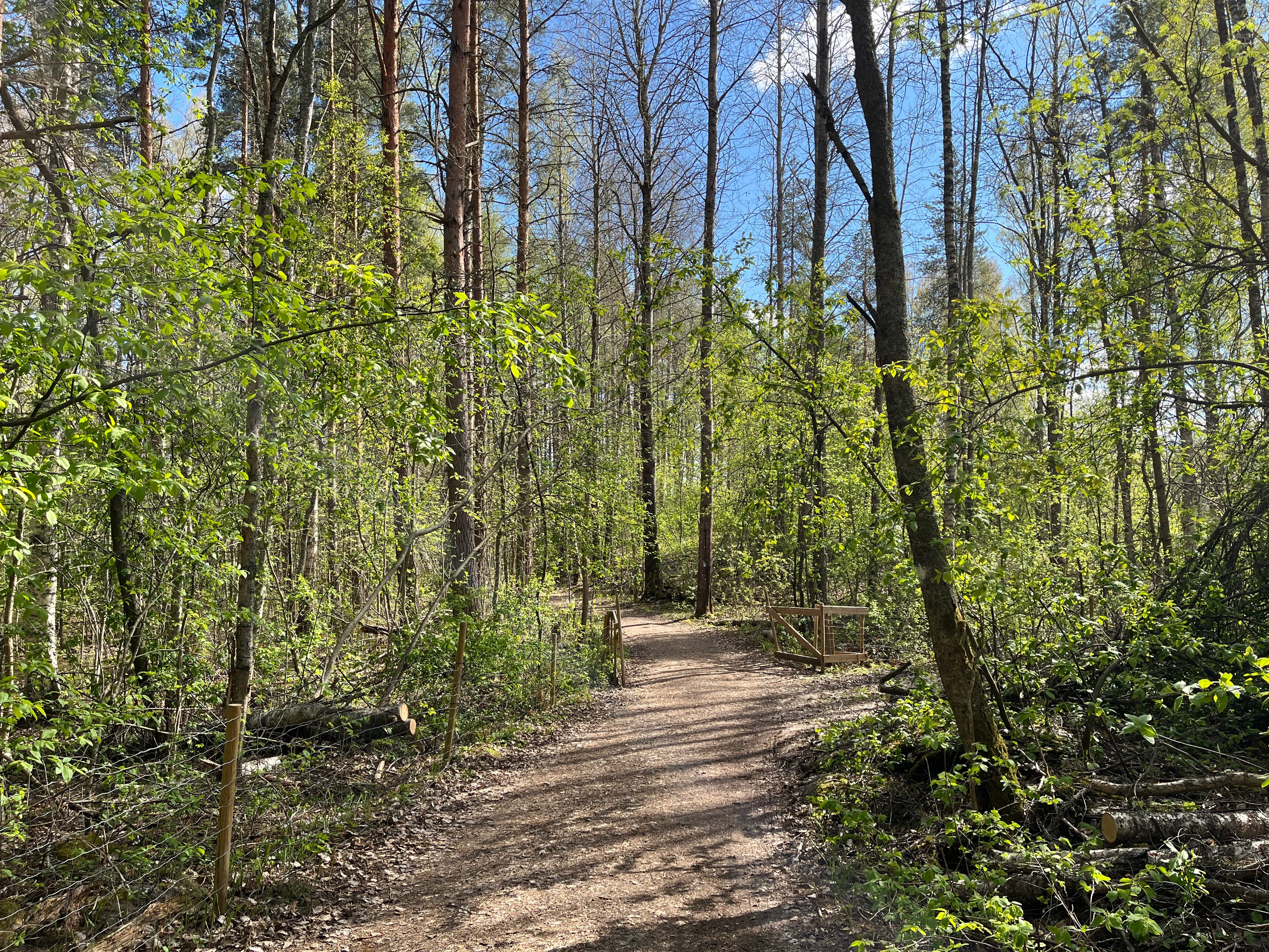 Parkkipaikalta lähelle laavua pääsee myös esteettömästi huoltotietä pitkin. Reitin varrella on puomi.