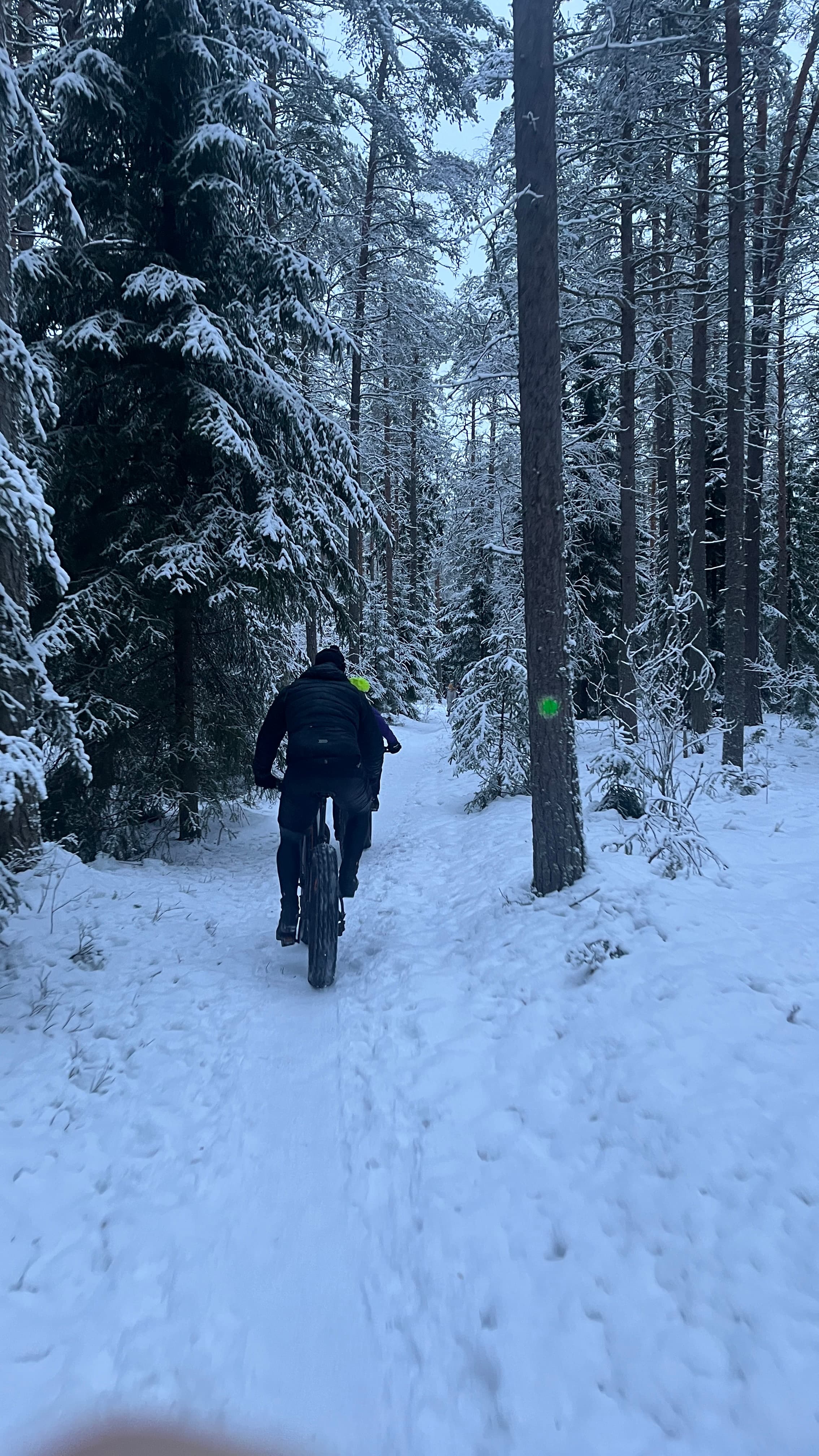 Harrinniemen polulla vähälumisena talvena.