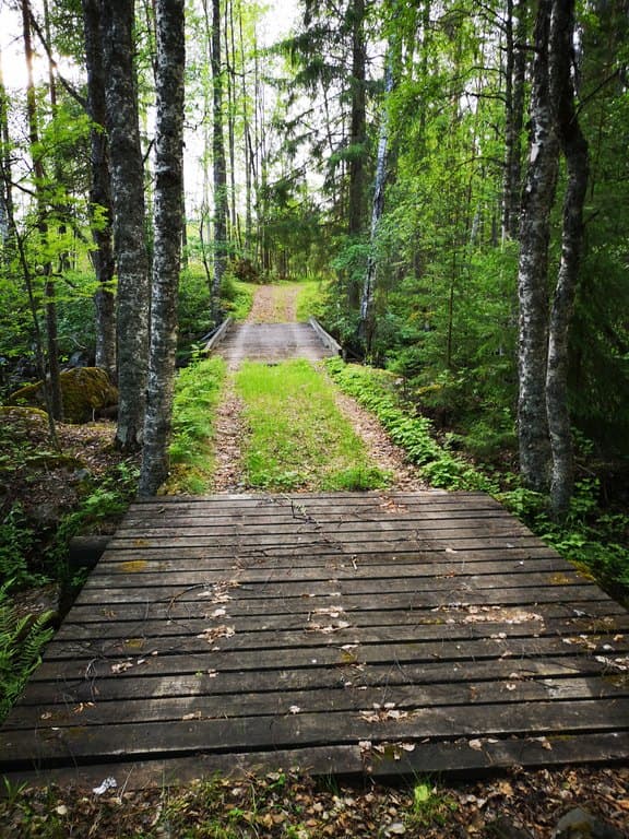 Metsätie kesällä