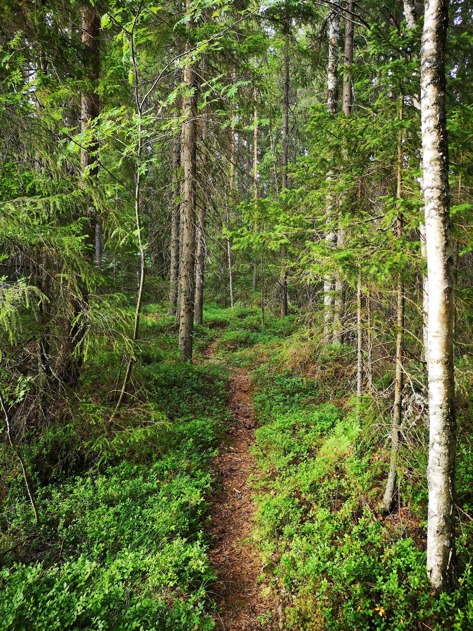 Polku kesäisessä metsässä