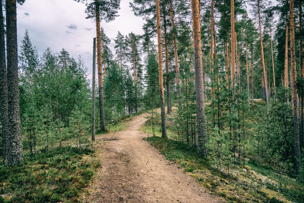 Mustosen kierrokselle on helppo lähteä esimerkiksi parkkipaikalta P8. Tie kulkee kohti etelää aivan rannanmyötäisesti. Mustonen-lammen eteläpäässä polku kiertää takaisin kohti pohjoista