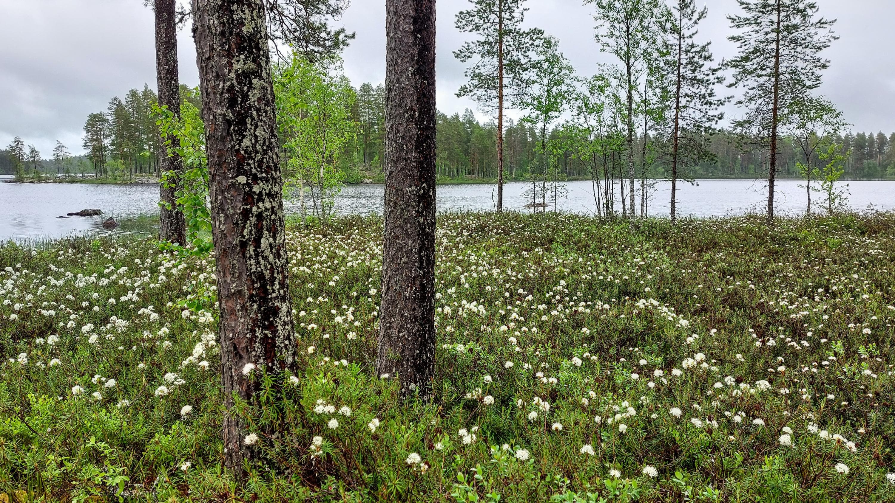 Suopursu kukkii Kotajärven rantasuolla. 