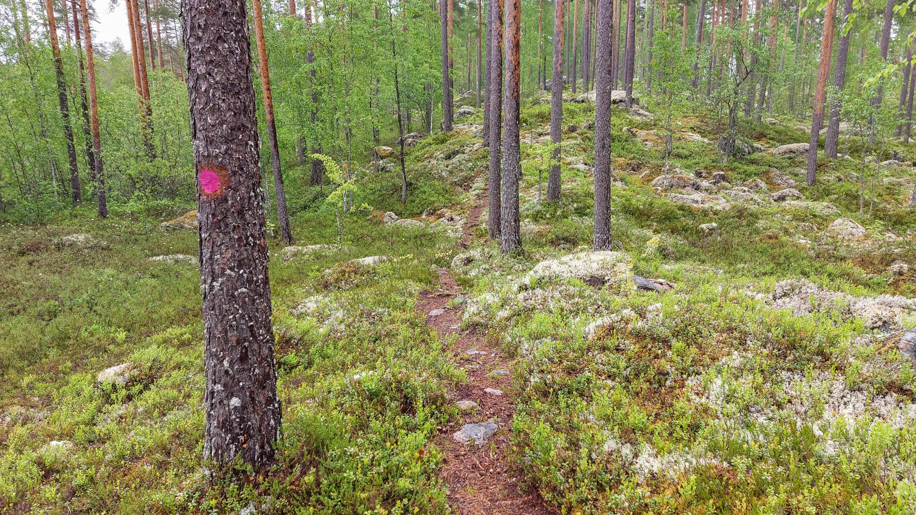 Kotajärven kiertävä polku on kivikkoinen. 